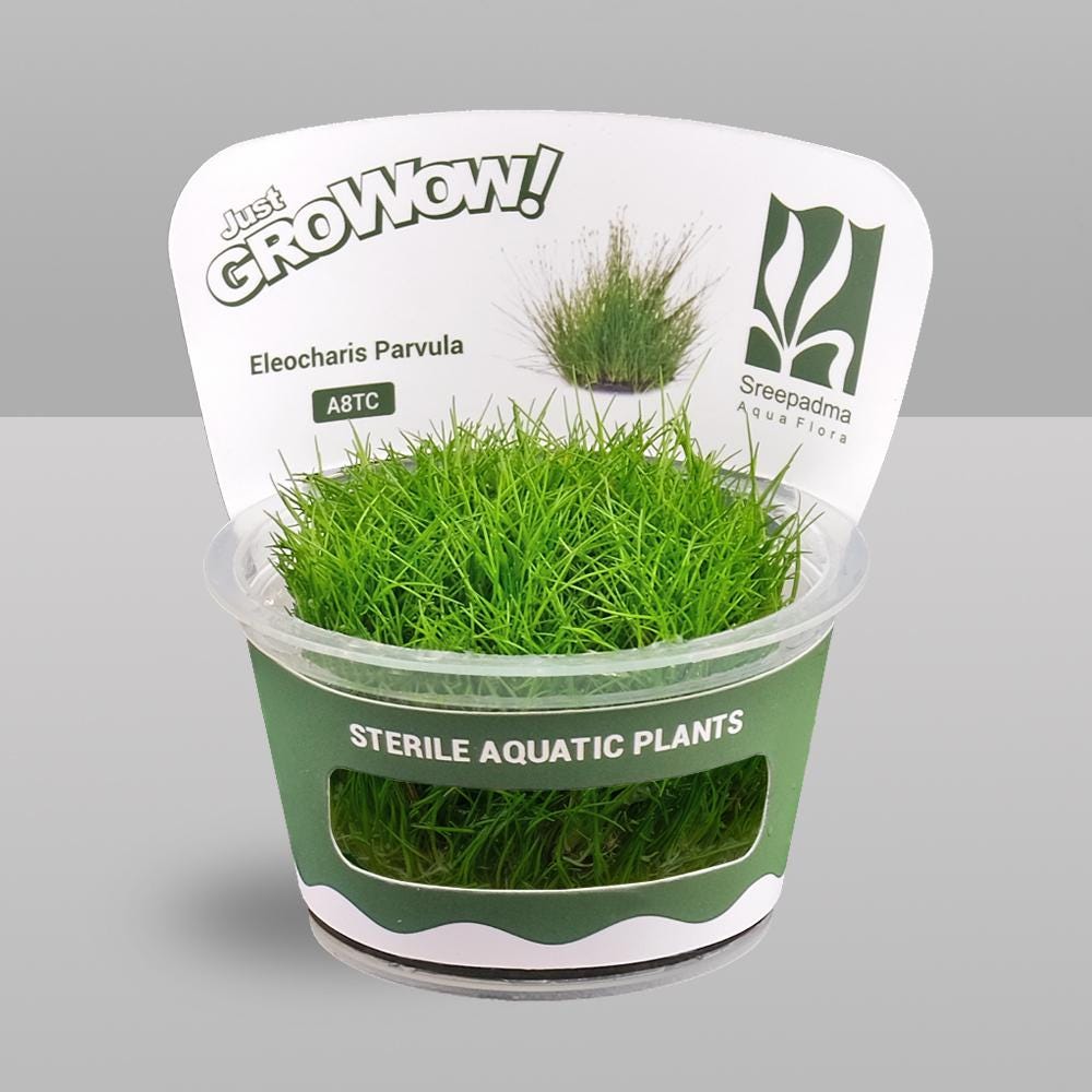 Eleocharis parvula – Tissue Culture Aquarium Plant | Foreground | Live Aquascape Cup | MoarPlants