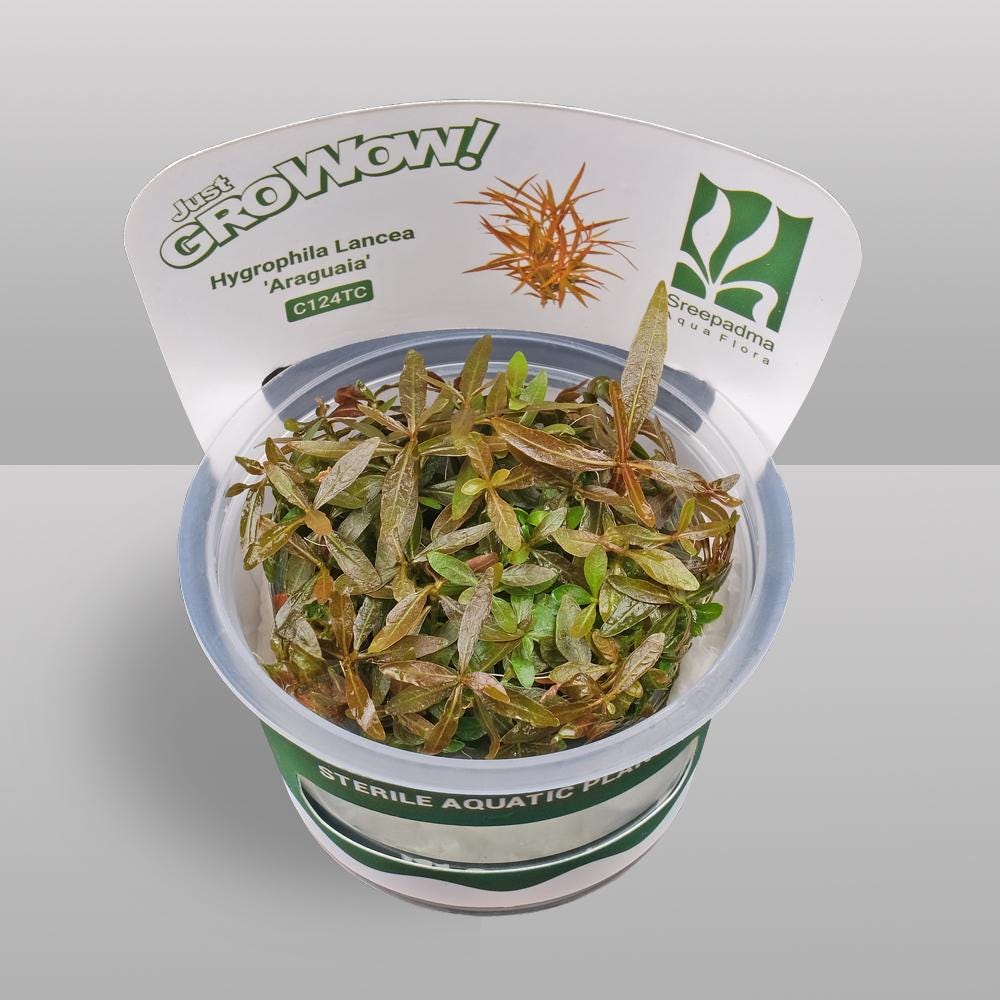 Hygrophila lancea 'Araguaia' – Tissue Culture Aquarium Plant | Midground | Live Aquascape Cup | MoarPlants