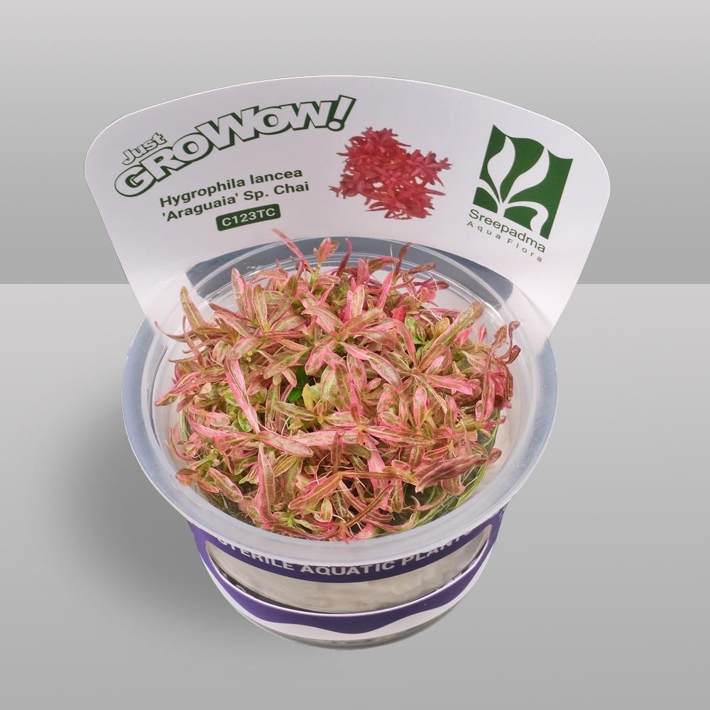 Hygrophila Chai Aquarium Plant – Midground Live Aquascape Cup