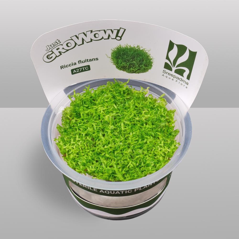 Riccia fluitans – Tissue Culture Aquarium Plant | Foreground | Live Aquascape Cup | MoarPlants