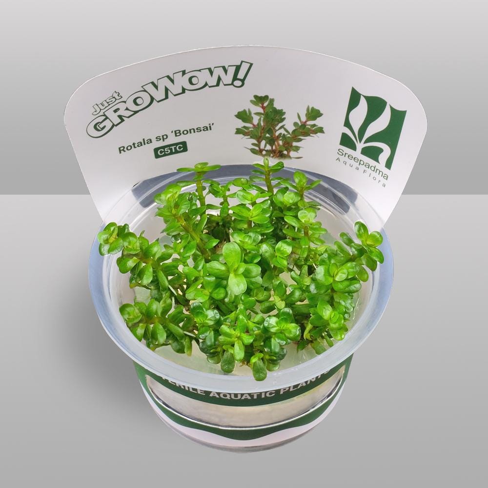Rotala indica 'Bonsai' – Tissue Culture Aquarium Plant | Background (stem) | Live Aquascape Cup | MoarPlants