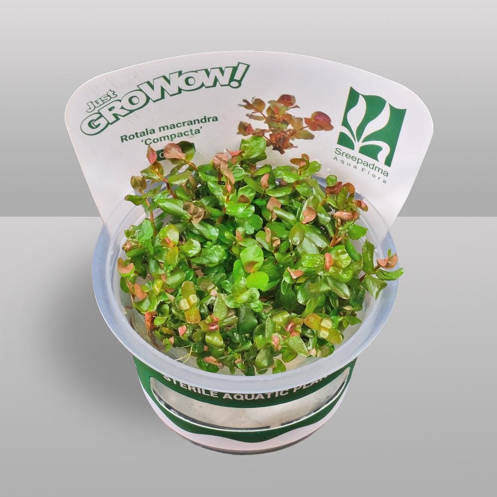 Rotala macrandra 'Compacta' – Tissue Culture Aquarium Plant | Background (stem) | Live Aquascape Cup | MoarPlants