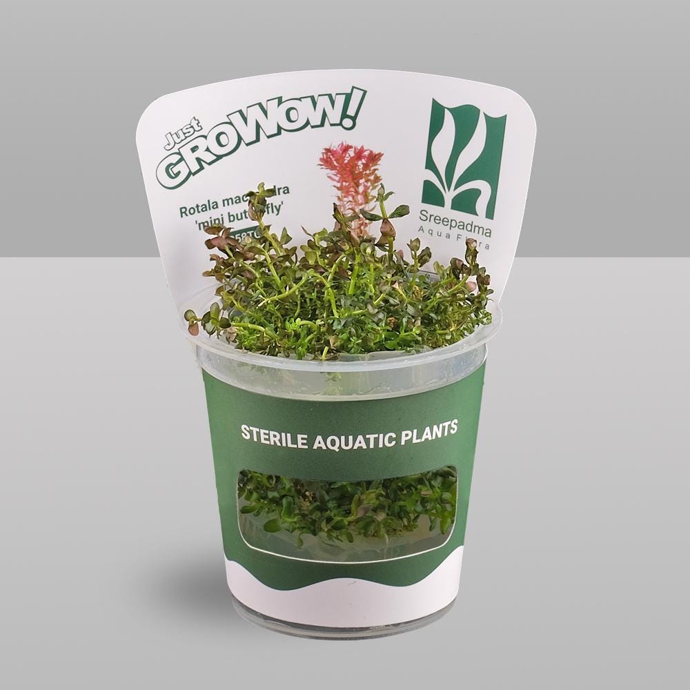 Rotala macrandra 'Mini butterfly' – Tissue Culture Aquarium Plant | Background (stem) | Live Aquascape Cup | MoarPlants