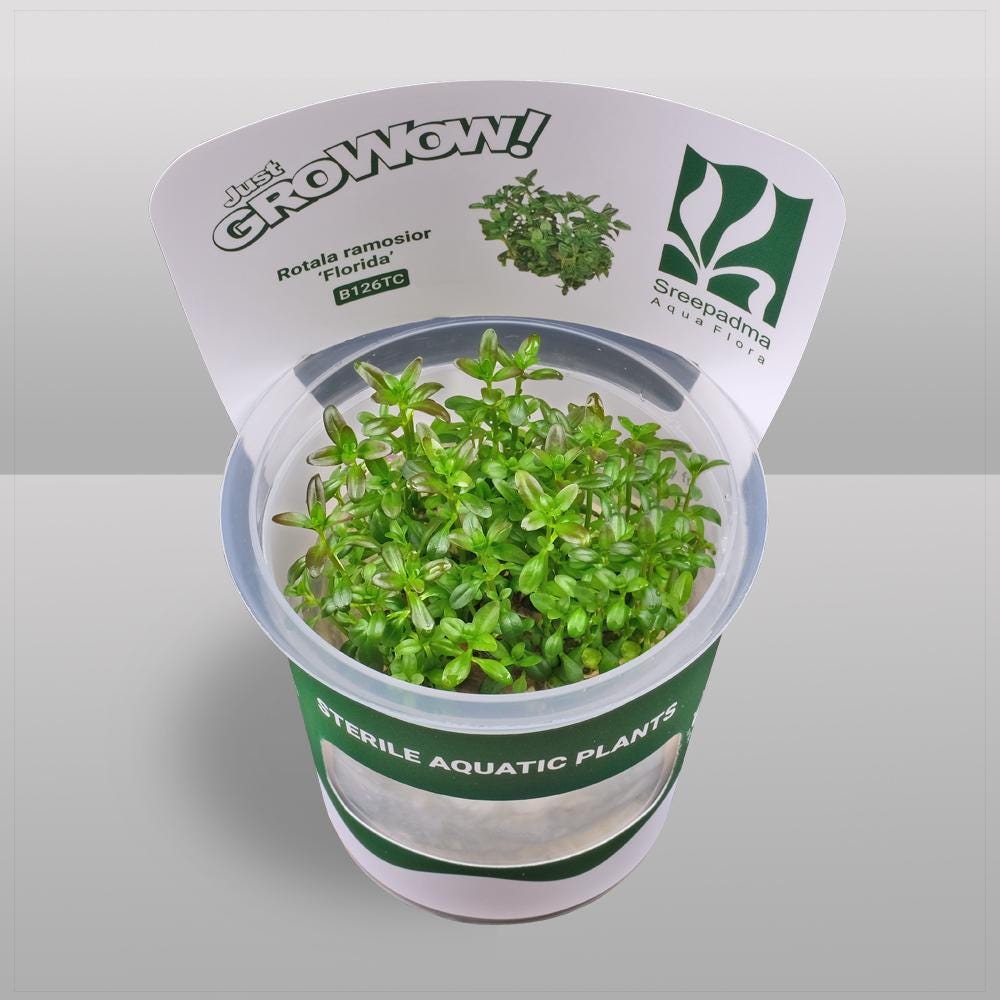 Rotala ramosior 'Florida' – Tissue Culture Aquarium Plant | Background (stem) | Live Aquascape Cup | MoarPlants