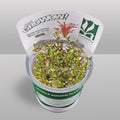 Rotala Rotundifolia 'Blood Red' – Tissue Culture Aquarium Plant