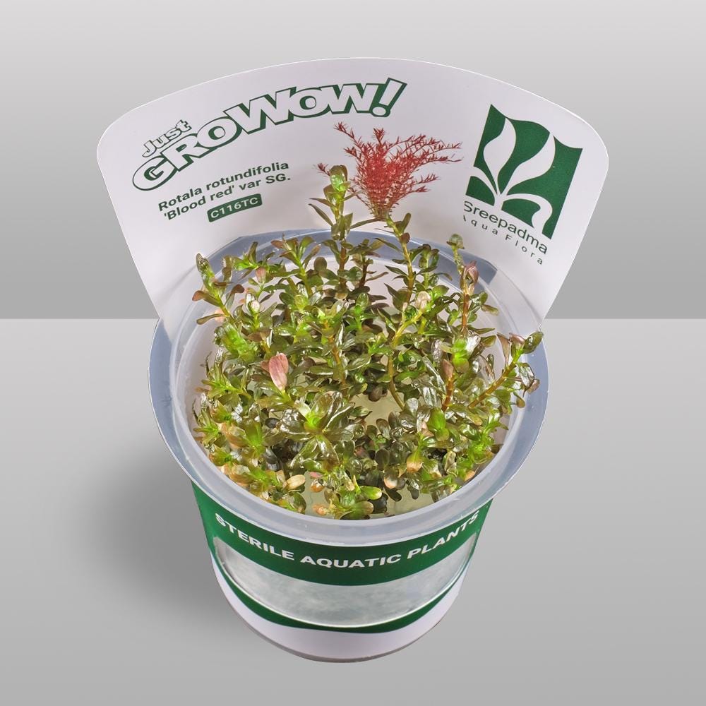 Rotala Rotundifolia 'Blood Red' – Tissue Culture Aquarium Plant