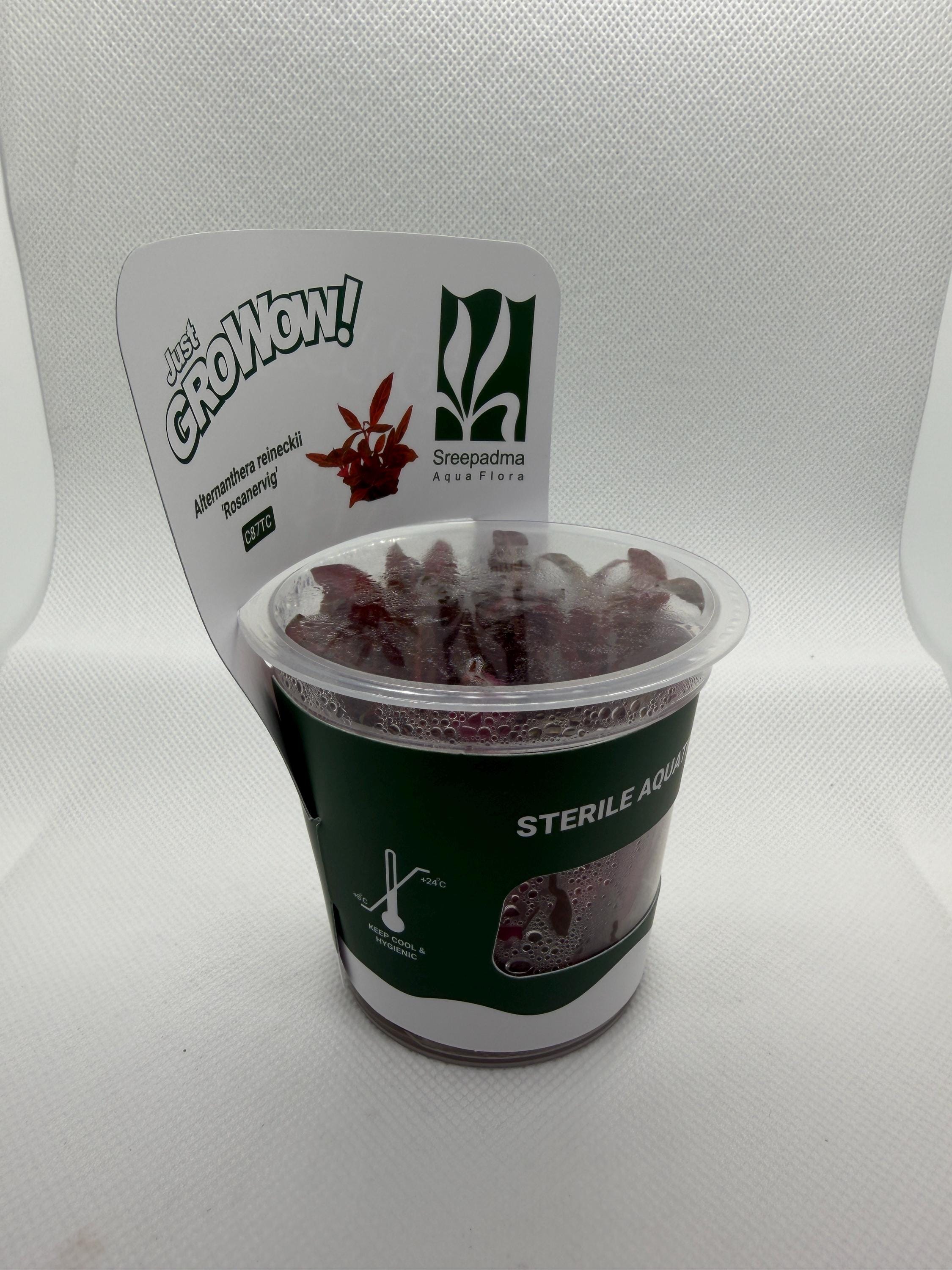 Alternanthera reineckii 'Rosanervig' – Tissue Culture Aquarium Plant | Background (stem) | Live Aquascape Cup | MoarPlants