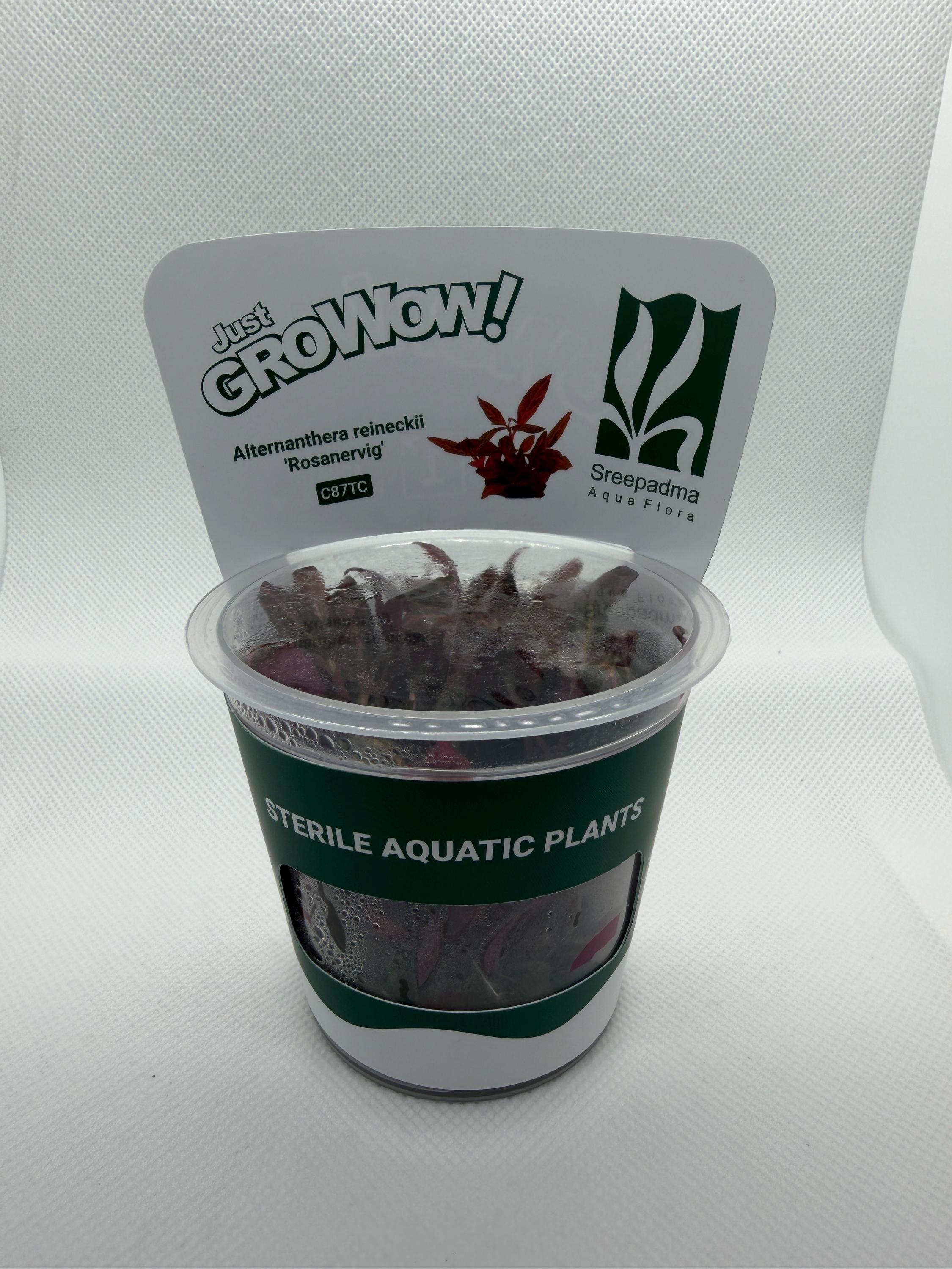 Alternanthera reineckii 'Rosanervig' – Tissue Culture Aquarium Plant | Background (stem) | Live Aquascape Cup | MoarPlants