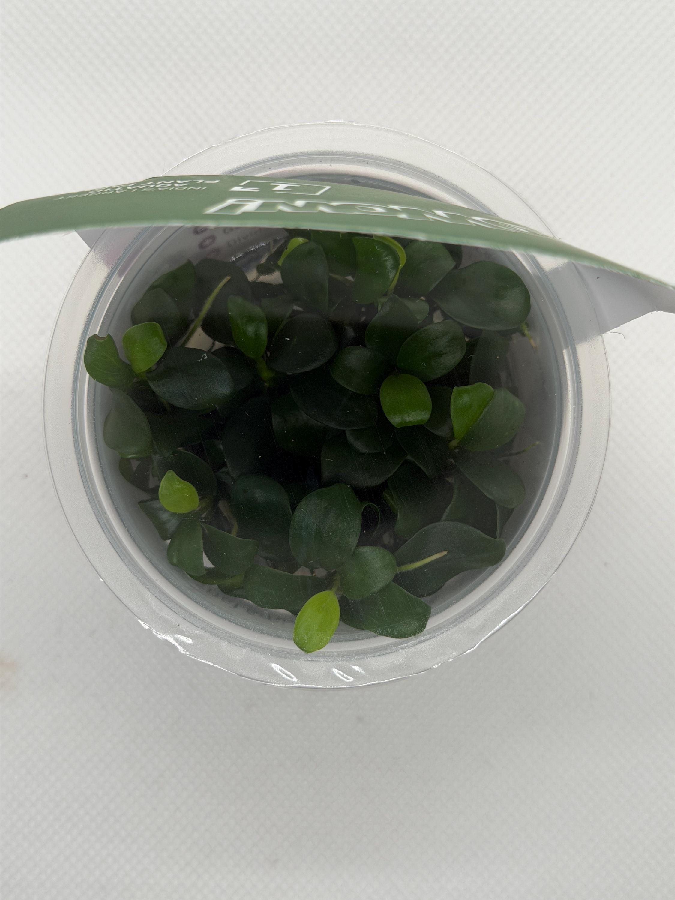 Anubias Barteri 'Petite' | Sterile Tissue Culture Aquarium Plant