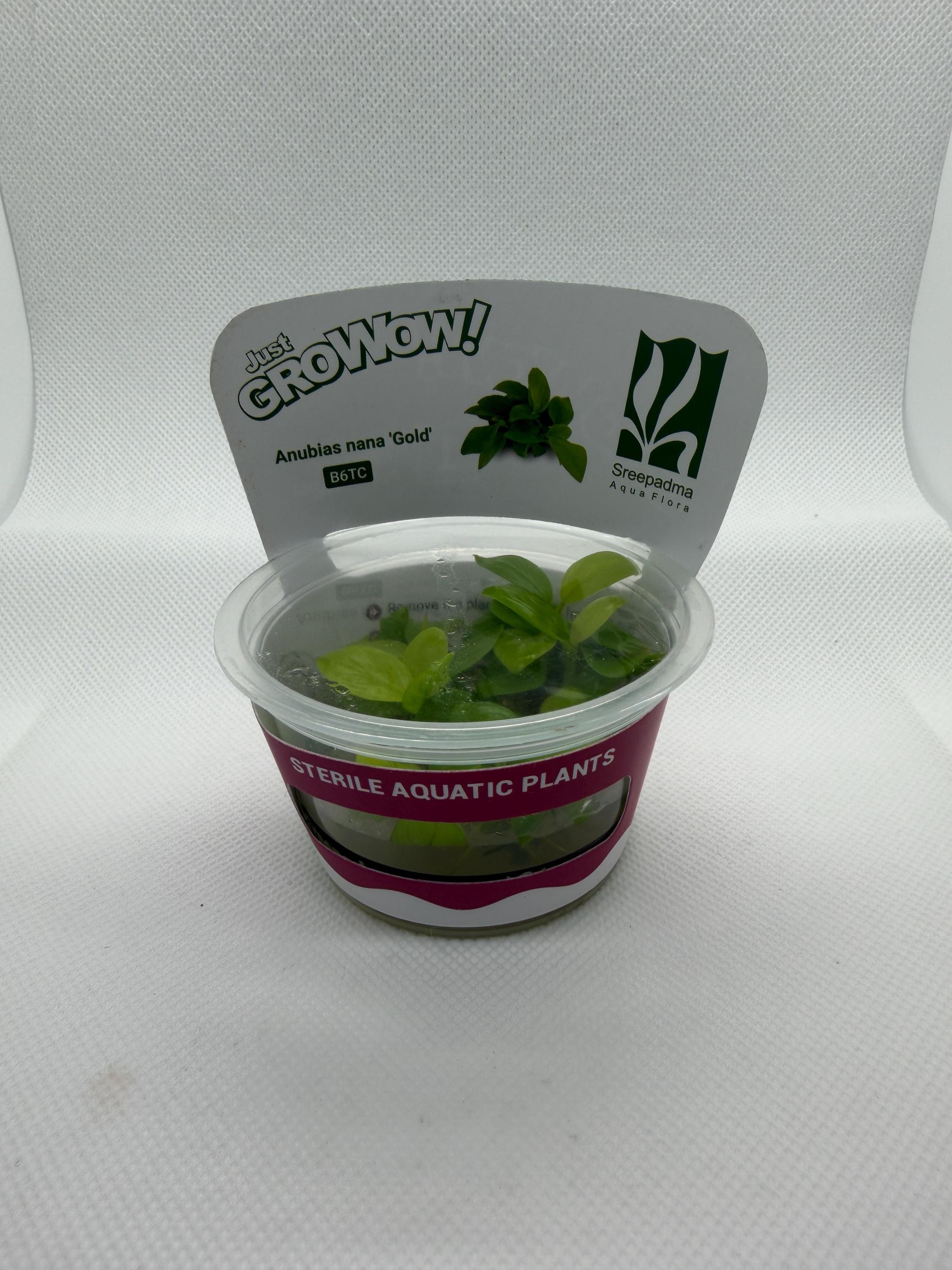 Anubias barteri var. Nana gold – Tissue Culture Aquarium Plant | Mid | Live Aquascape Cup | MoarPlants