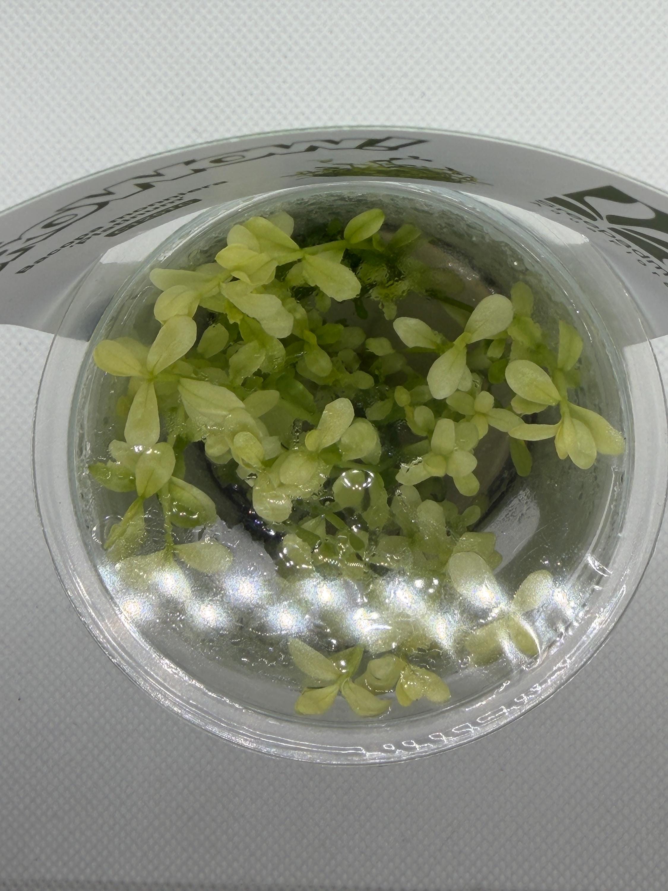 Bacopa monnieri 'Platinum' – Tissue Culture Aquarium Plant | Background (stem) | Live Aquascape Cup | MoarPlants