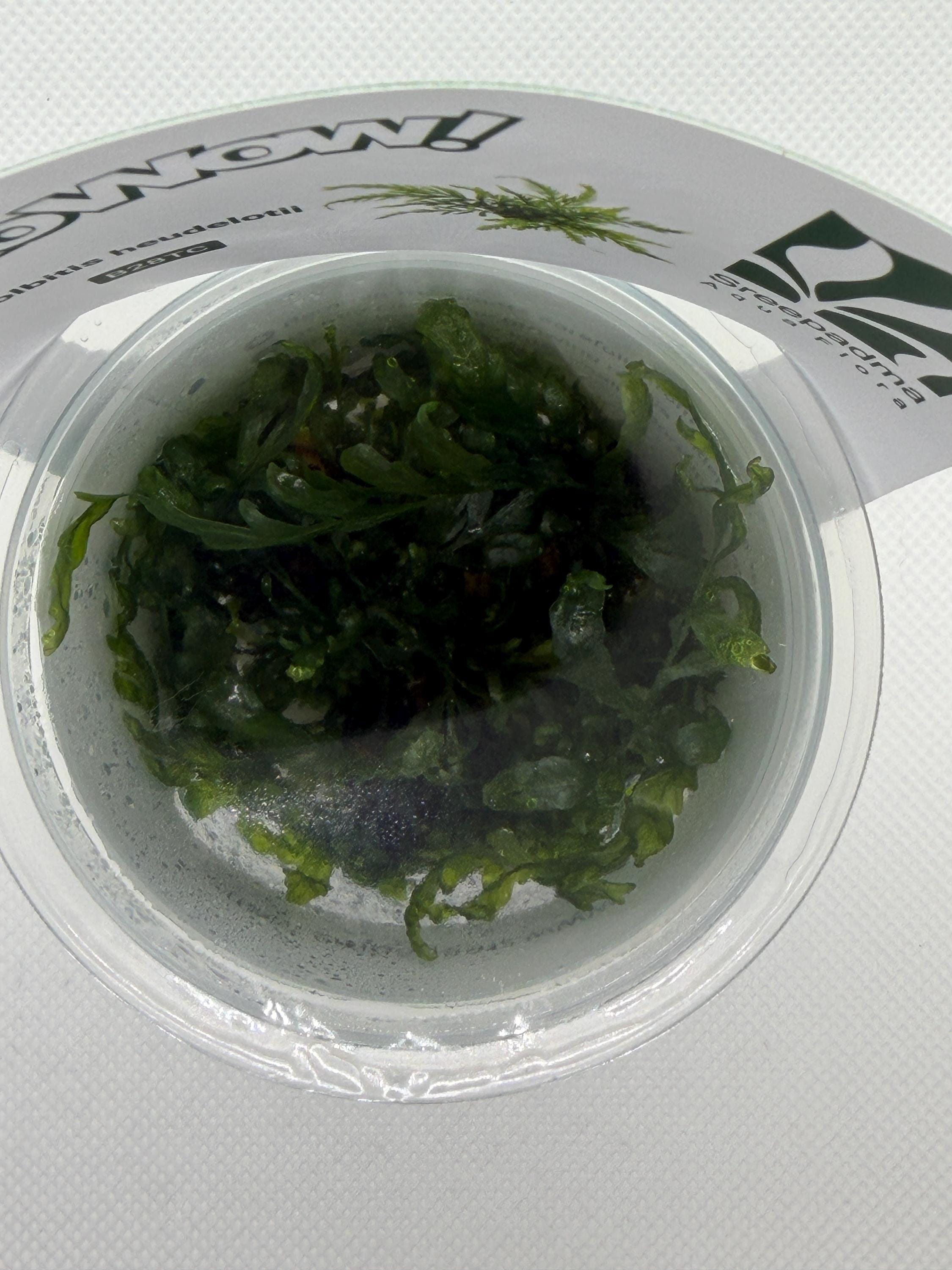 Bolbitis heudelotii – Tissue Culture Aquarium Plant | Mid | Live Aquascape Cup | MoarPlants