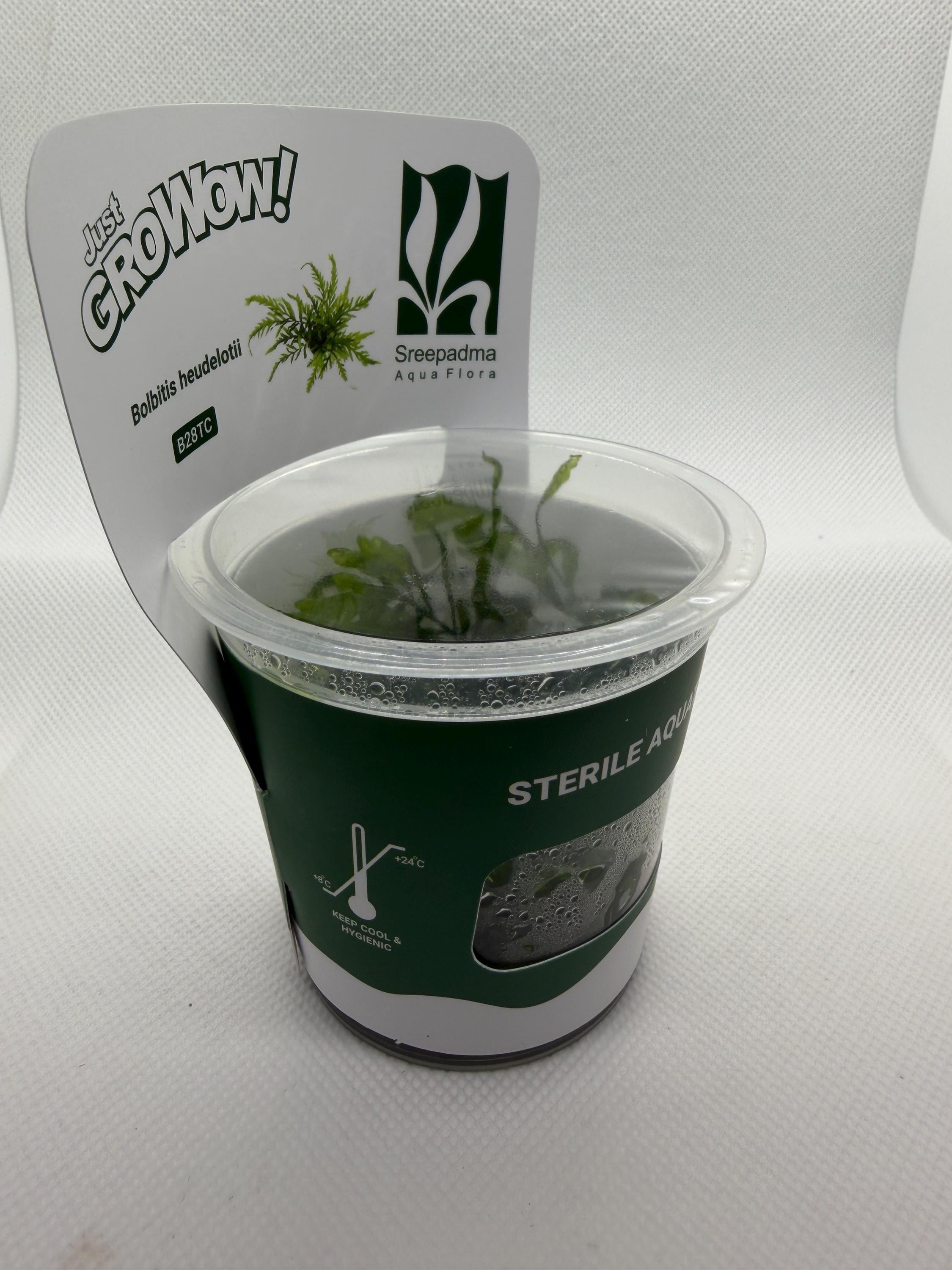 Bolbitis heudelotii – Tissue Culture Aquarium Plant | Mid | Live Aquascape Cup | MoarPlants