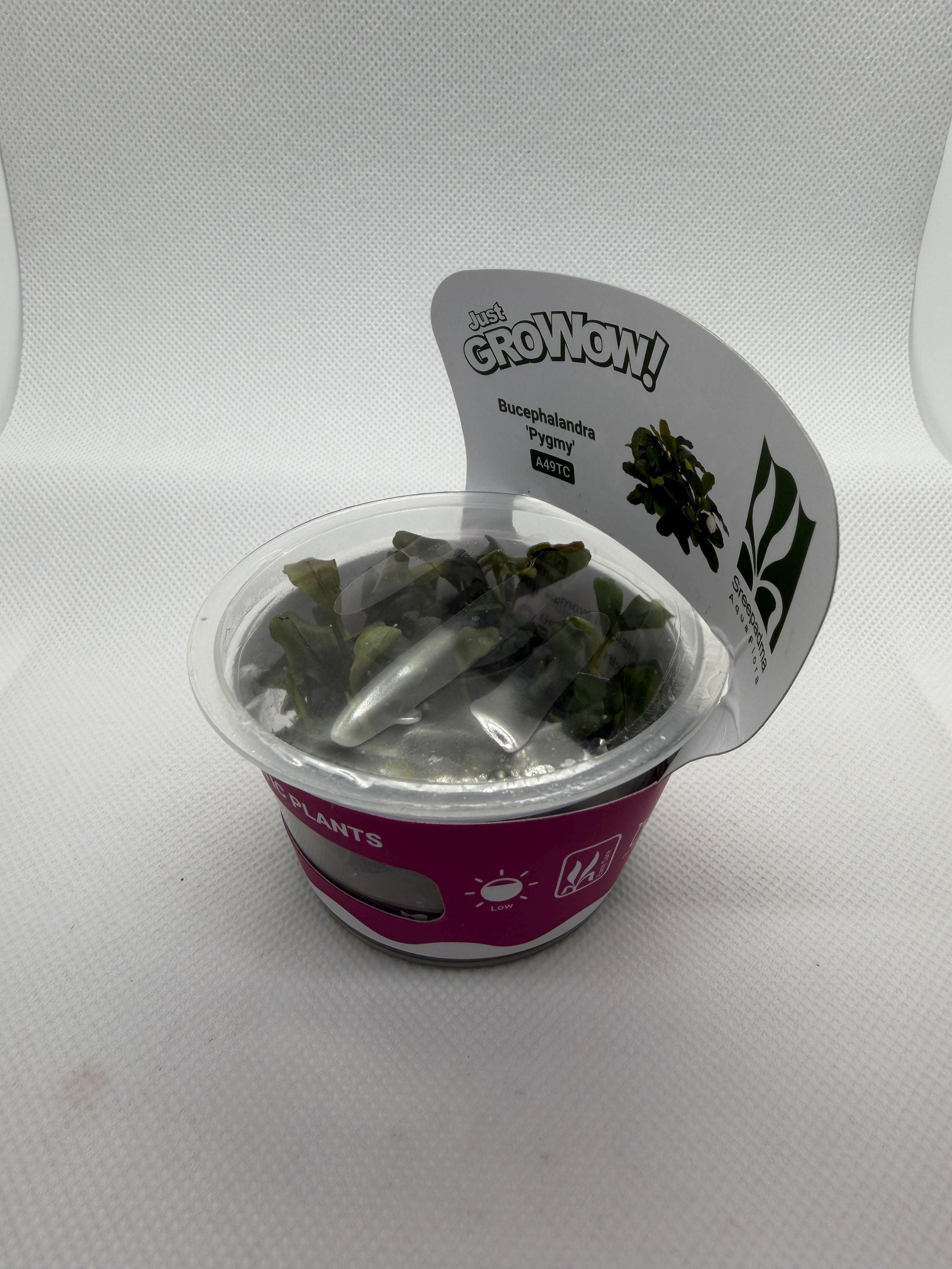 Bucephalandra 'Pygmy' – Tissue Culture Aquarium Plant | Mid | Live Aquascape Cup | MoarPlants