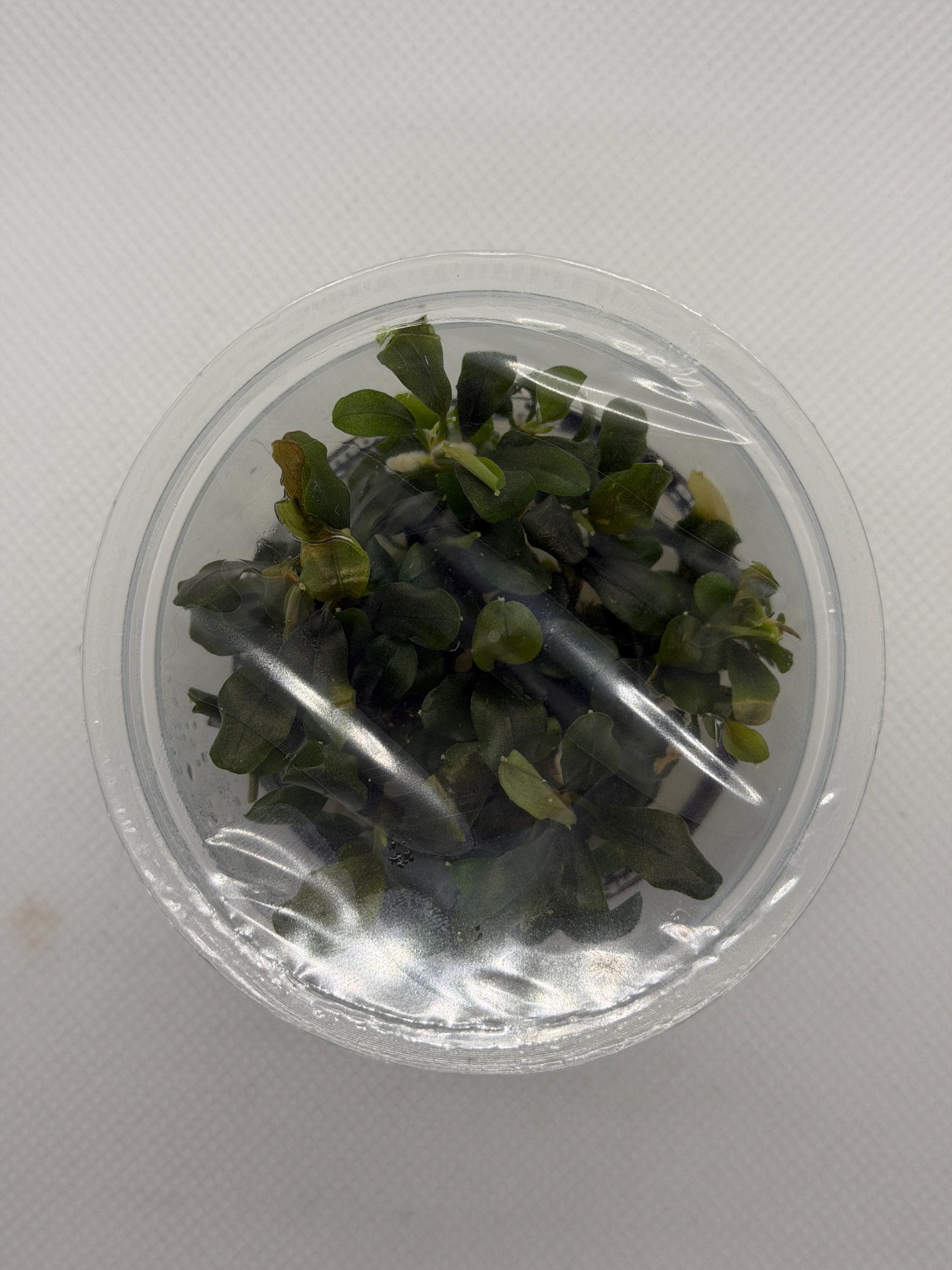 Bucephalandra 'Pygmy' – Tissue Culture Aquarium Plant | Mid | Live Aquascape Cup | MoarPlants