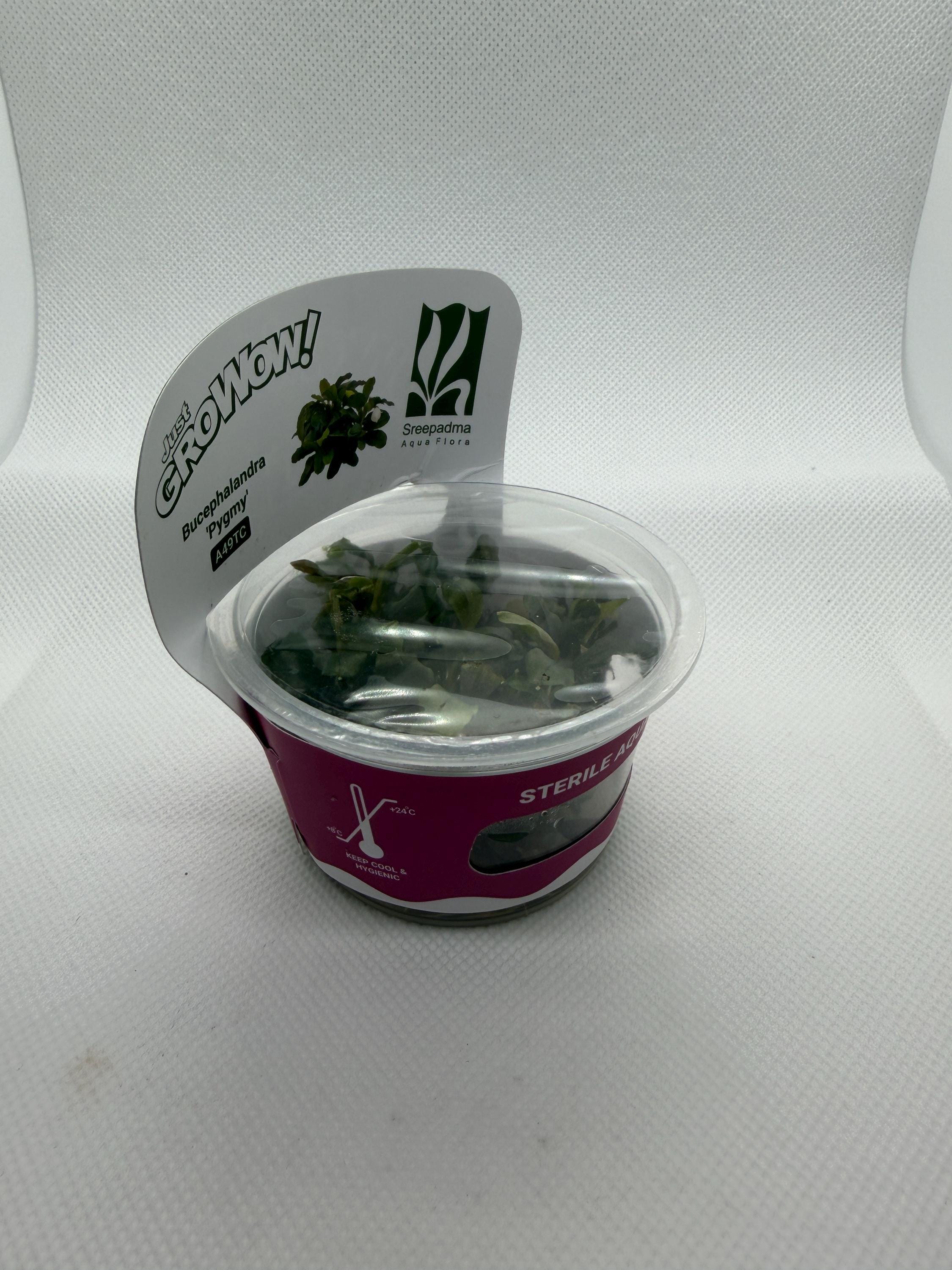 Bucephalandra 'Pygmy' – Tissue Culture Aquarium Plant | Mid | Live Aquascape Cup | MoarPlants