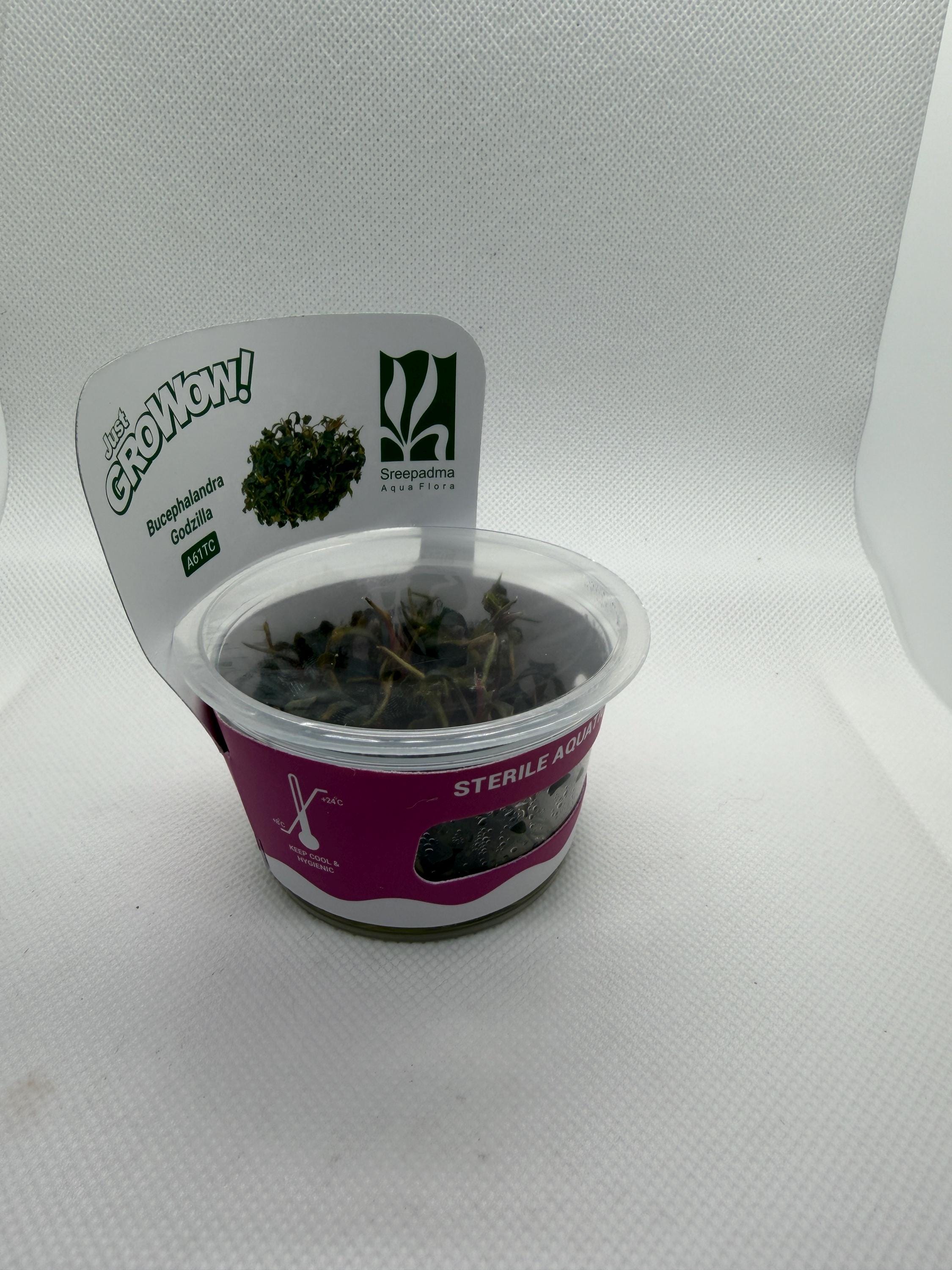 Bucephalandra 'Godzilla' – Tissue Culture Aquarium Plant | Mid | Live Aquascape Cup | MoarPlants