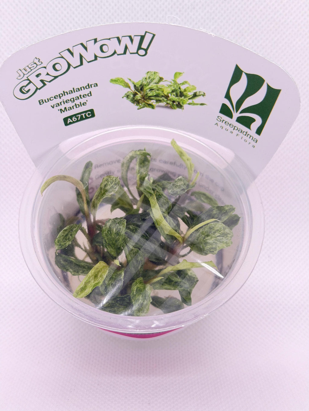 Bucephalandra 'Variegated marble' – Tissue Culture Aquarium Plant | Very Rare | Mid | Live Aquascape Cup | MoarPlants