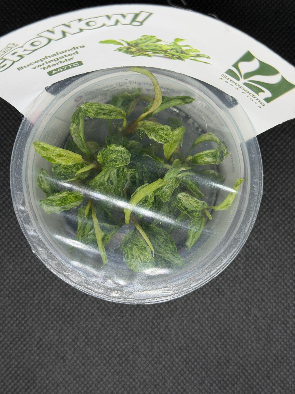 Bucephalandra 'Variegated marble' – Tissue Culture Aquarium Plant | Very Rare | Mid | Live Aquascape Cup | MoarPlants