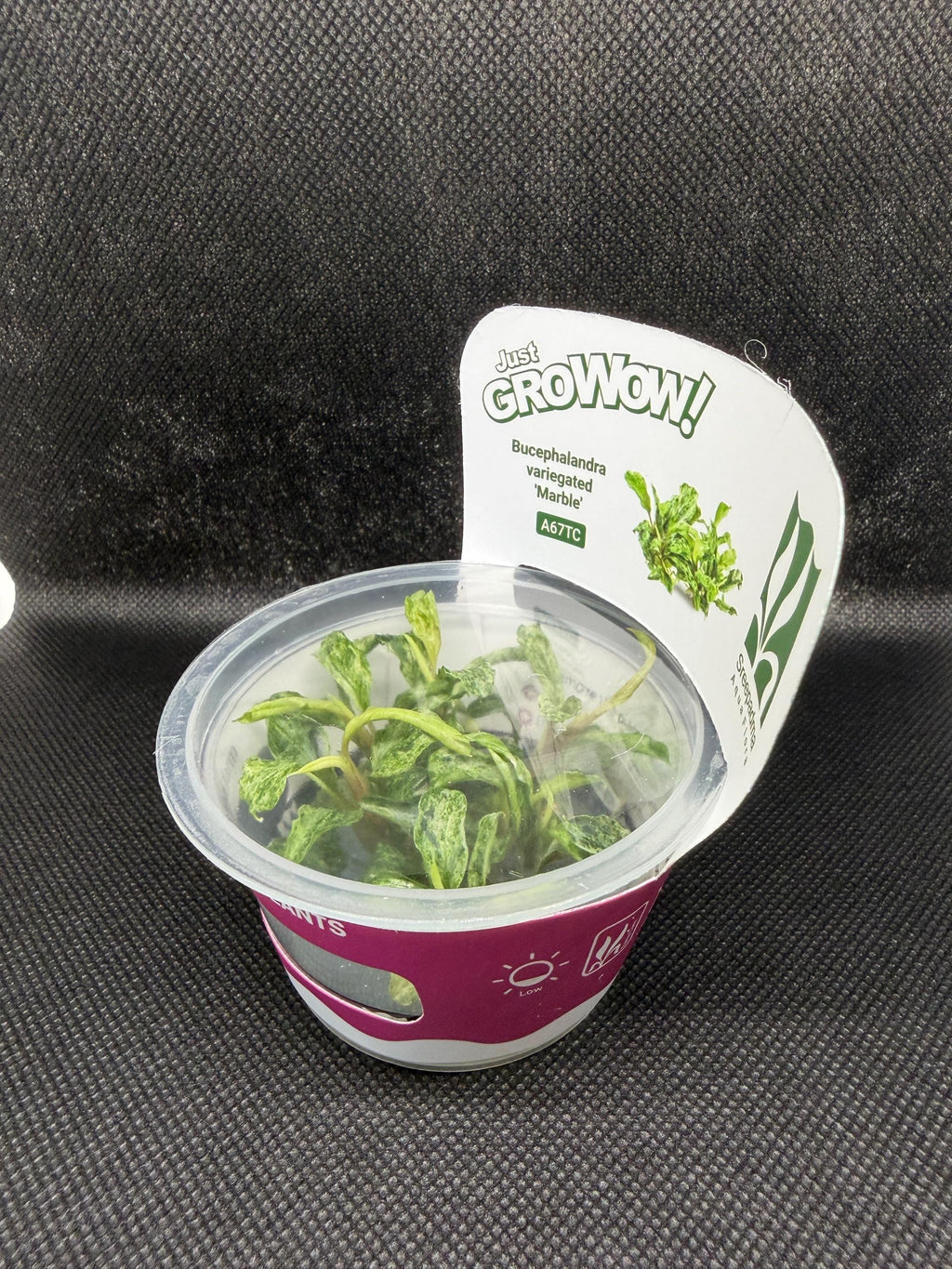 Bucephalandra 'Variegated marble' – Tissue Culture Aquarium Plant | Very Rare | Mid | Live Aquascape Cup | MoarPlants