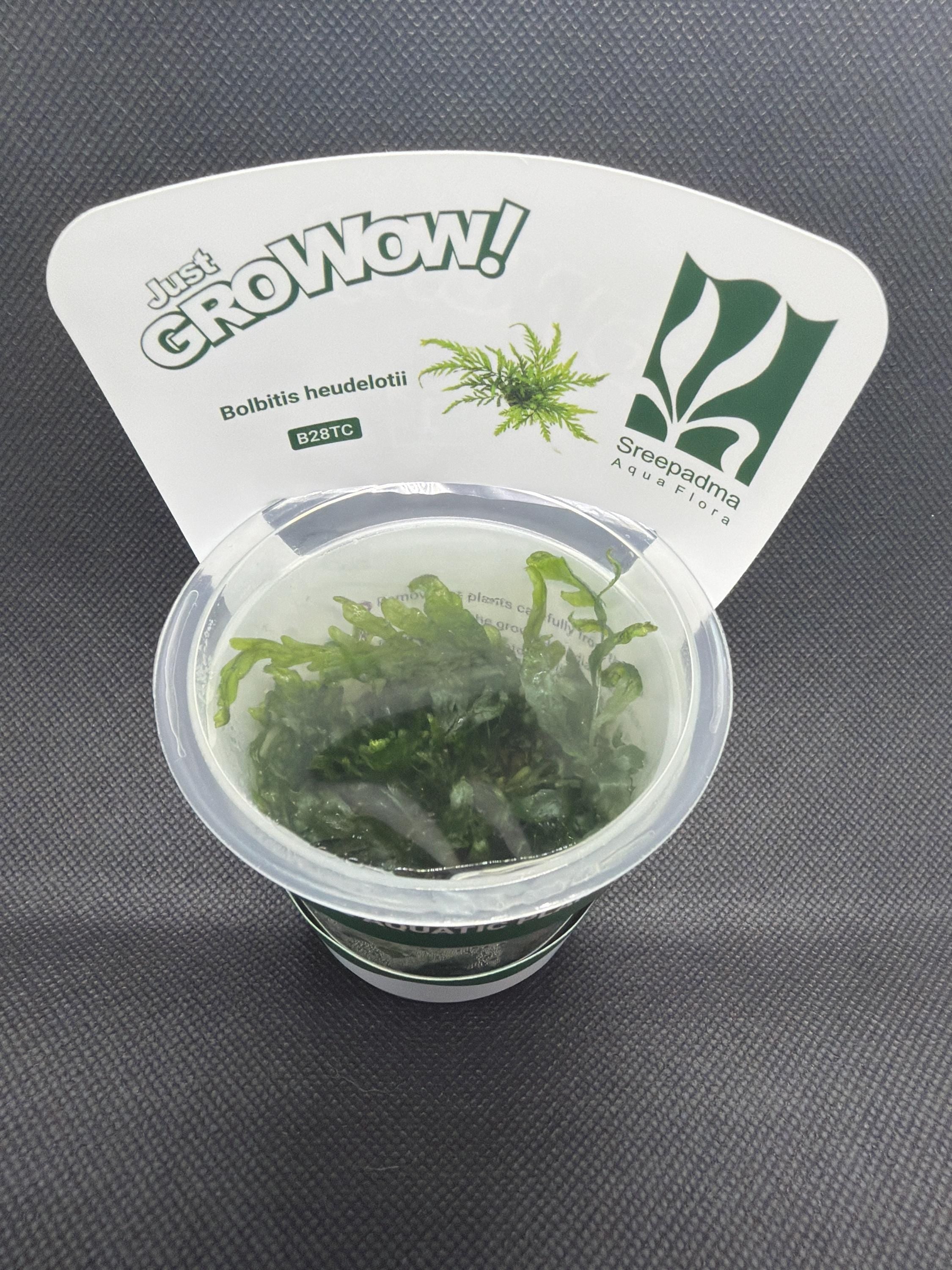 Bolbitis heudelotii – Tissue Culture Aquarium Plant | Mid | Live Aquascape Cup | MoarPlants