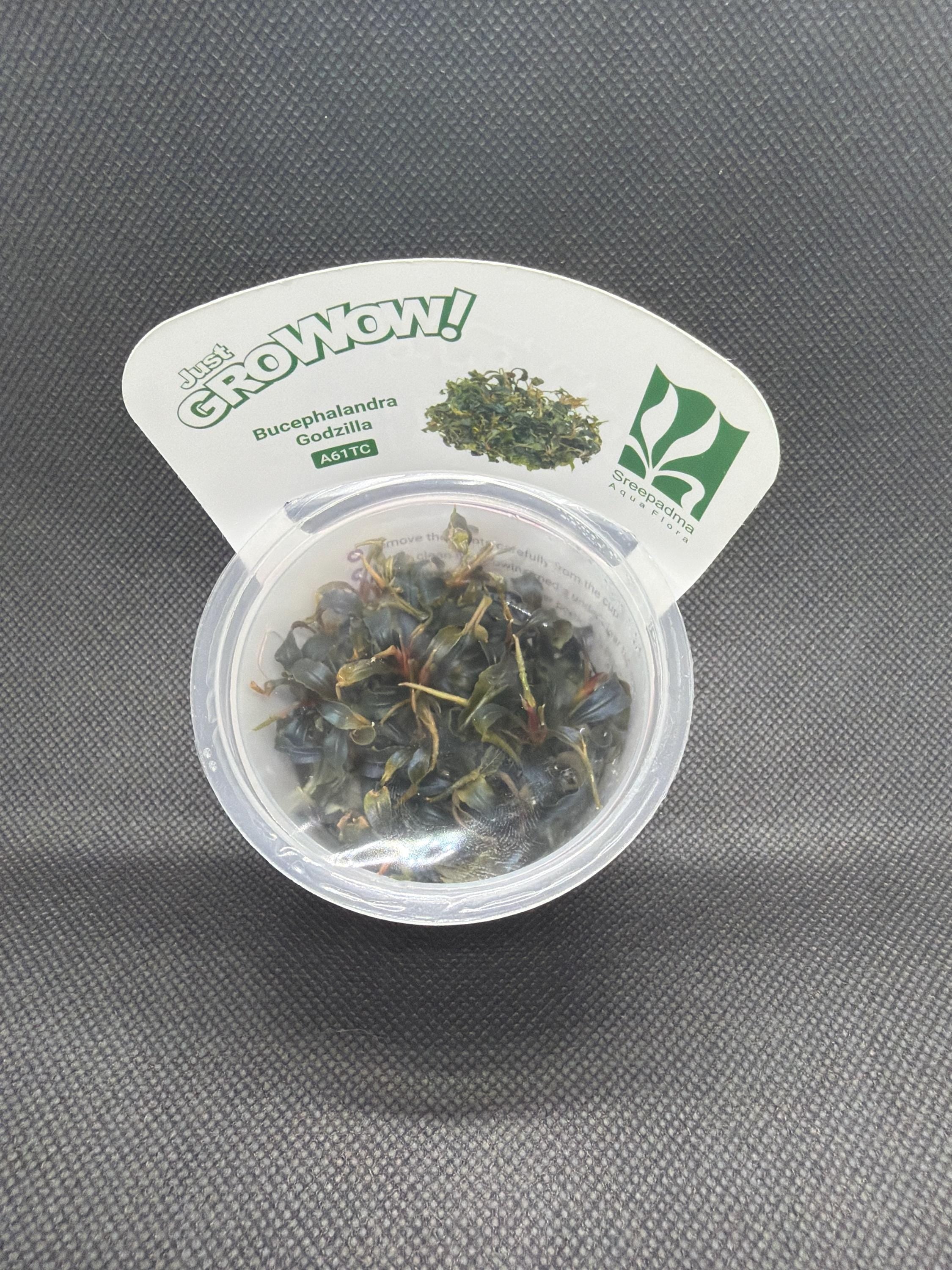 Bucephalandra 'Godzilla' – Tissue Culture Aquarium Plant | Mid | Live Aquascape Cup | MoarPlants