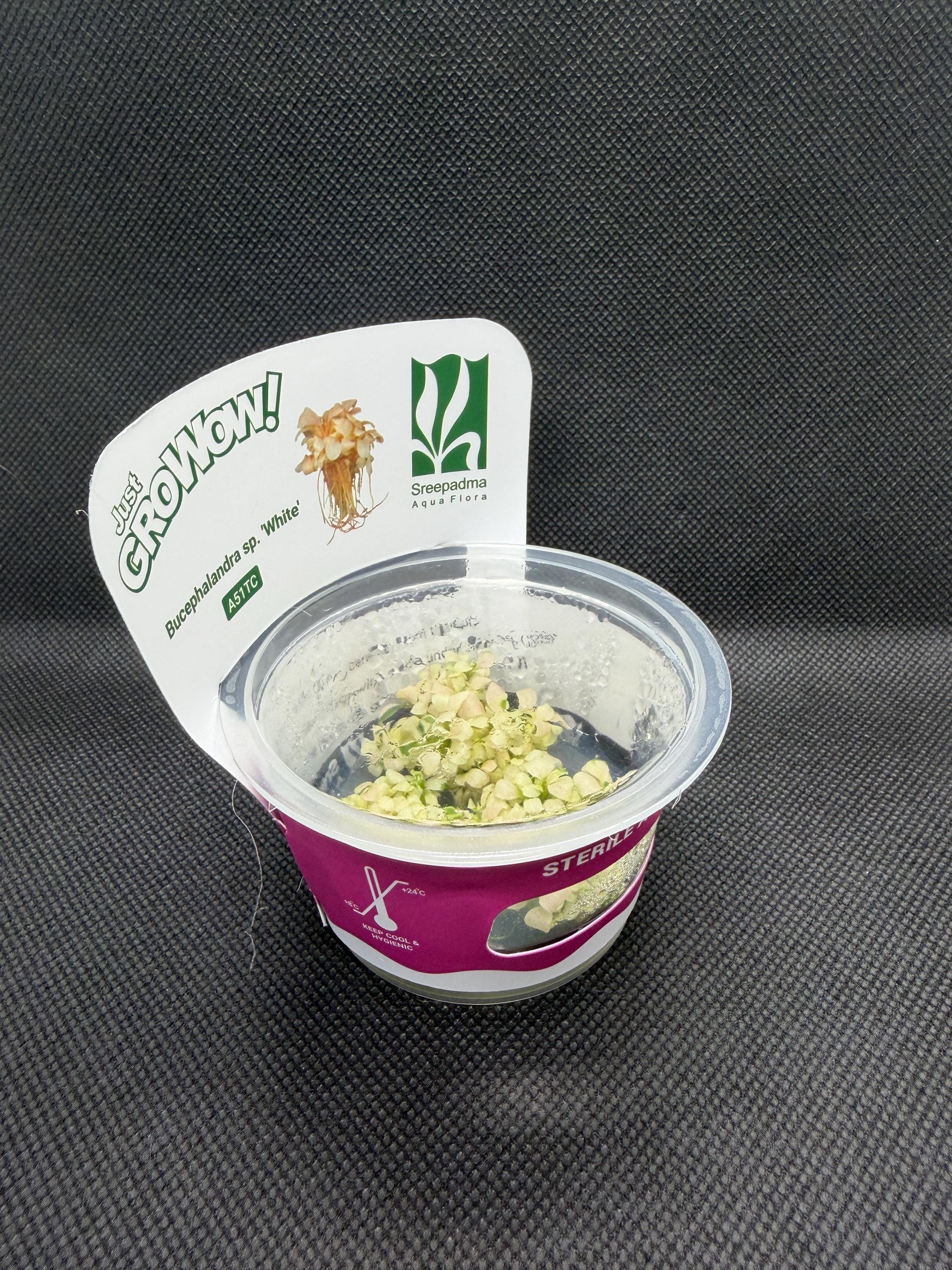 Bucephalandra sp. 'White' – Tissue Culture Aquarium Plant | Rare | Mid | Live Aquascape Cup | MoarPlants