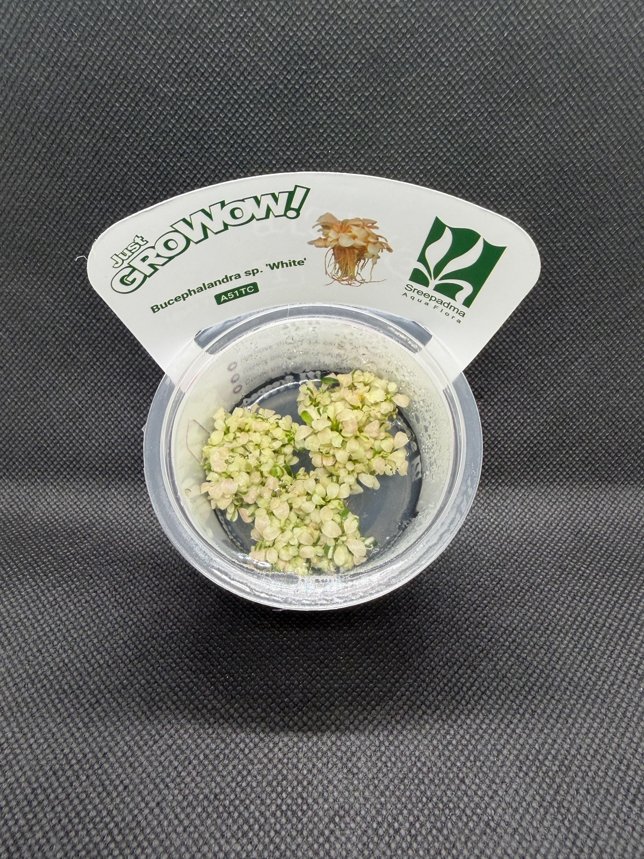 Bucephalandra sp. 'White' – Tissue Culture Aquarium Plant | Rare | Mid | Live Aquascape Cup | MoarPlants