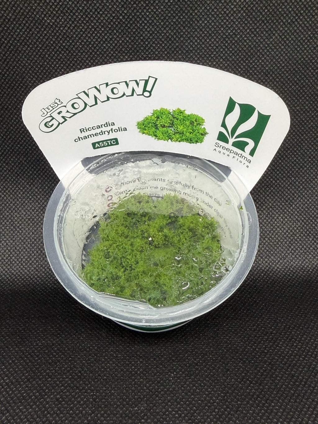 Riccardia chamedryfolia – Tissue Culture Aquarium Plant | Mid | Live Aquascape Cup | MoarPlants