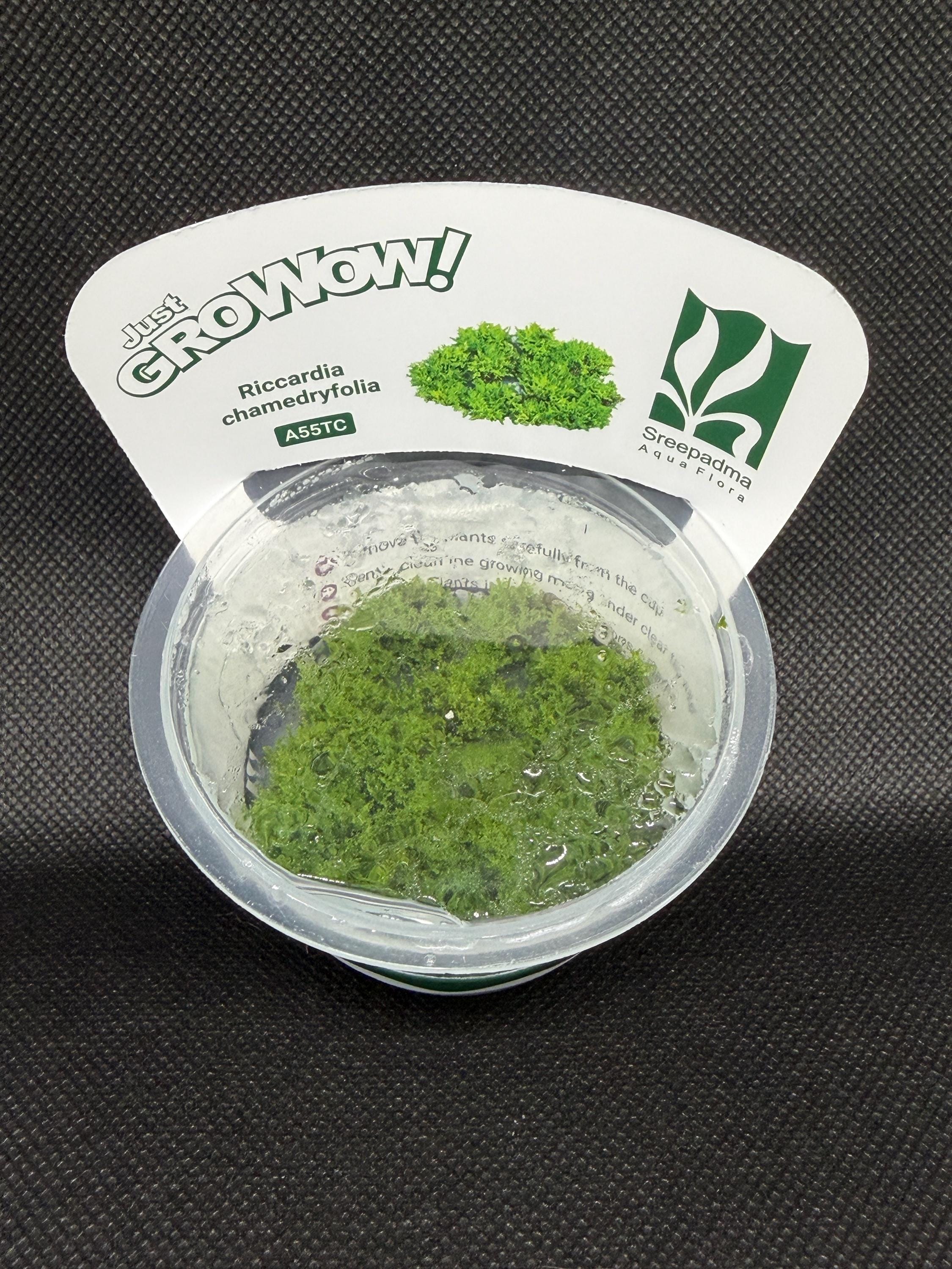 Riccardia chamedryfolia – Tissue Culture Aquarium Plant | Mid | Live Aquascape Cup | MoarPlants