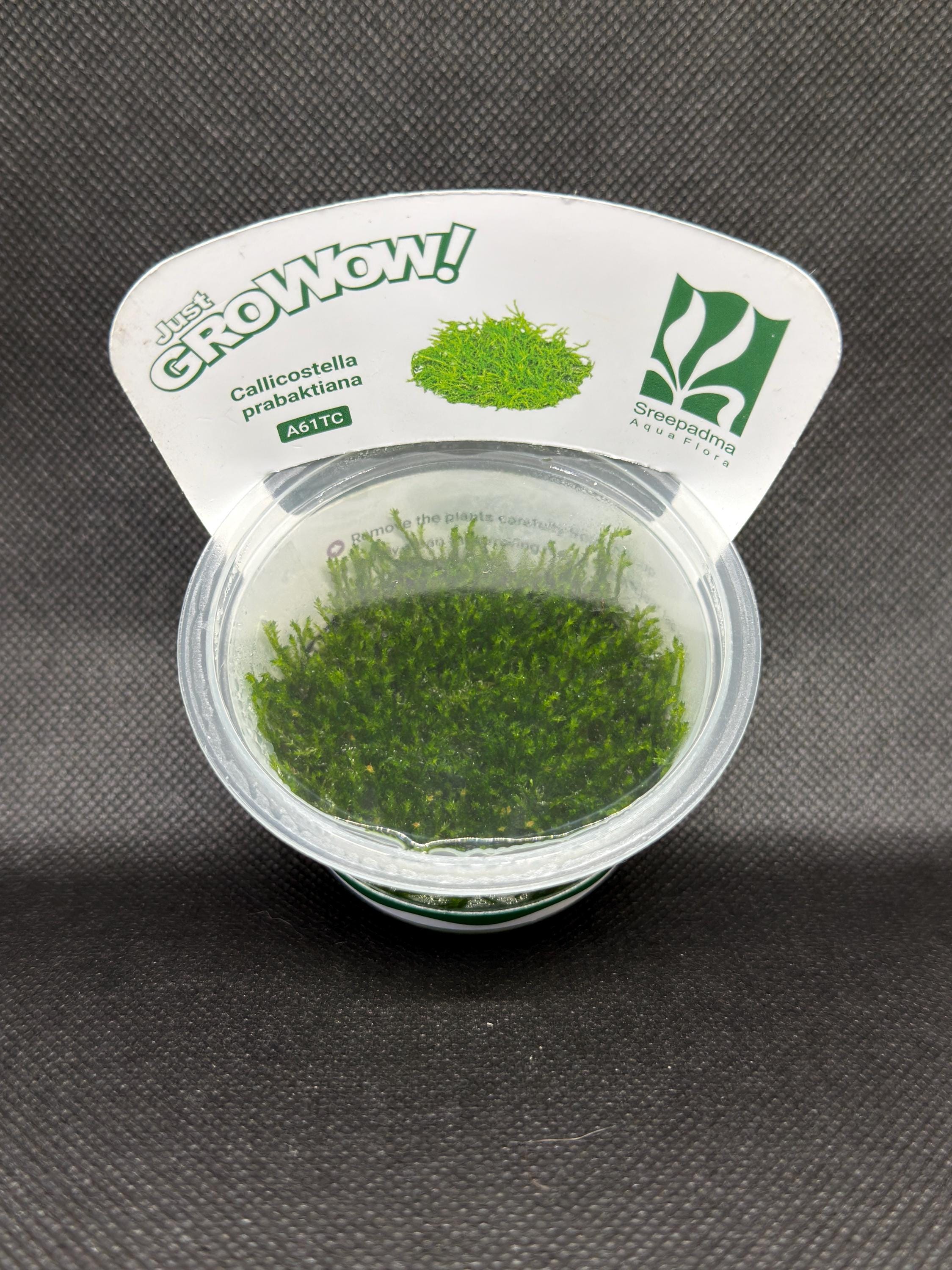 Callicostella prabaktiana – Tissue Culture Aquarium Plant | Moss | Mid | Live Aquascape Cup | MoarPlants
