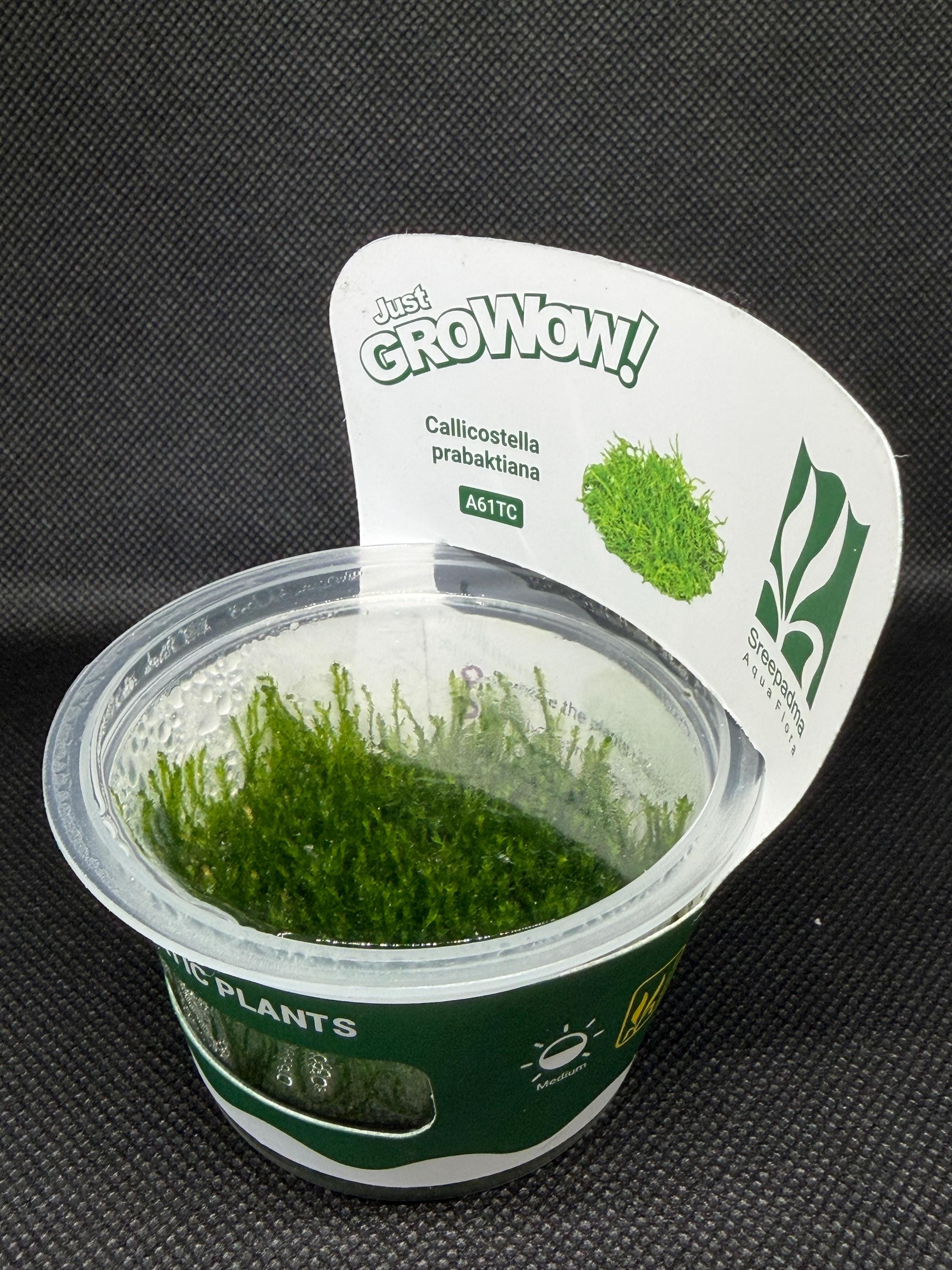 Callicostella prabaktiana – Tissue Culture Aquarium Plant | Moss | Mid | Live Aquascape Cup | MoarPlants