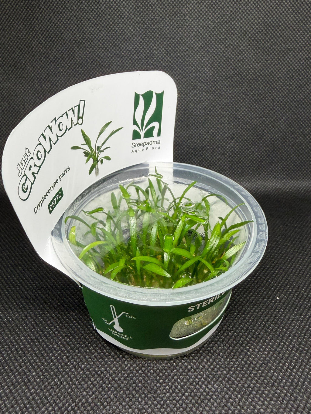 Cryptocoryne parva – Tissue Culture Aquarium Plant | Midground | Live Aquascape Cup | MoarPlants