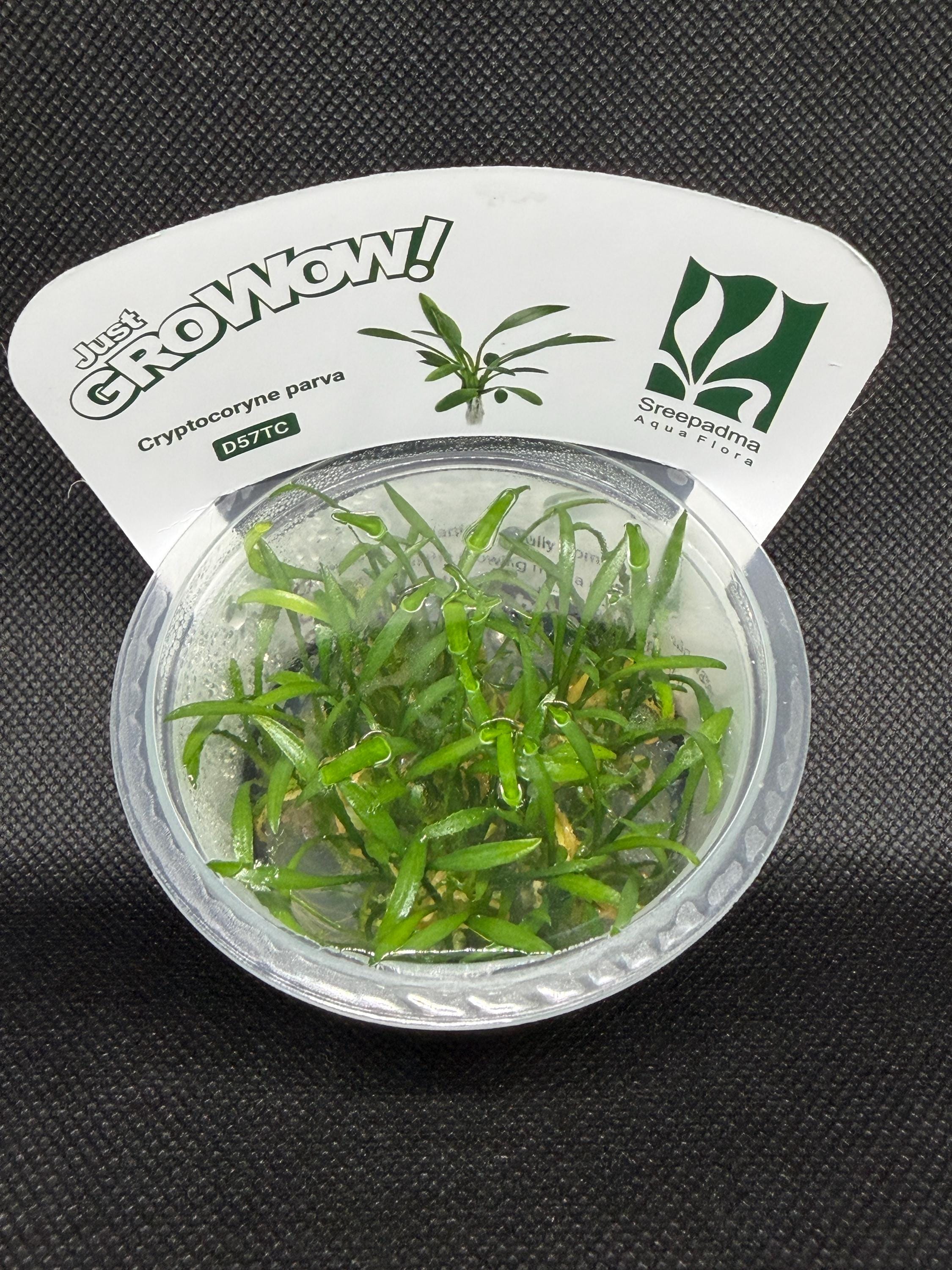Cryptocoryne parva – Tissue Culture Aquarium Plant | Midground | Live Aquascape Cup | MoarPlants