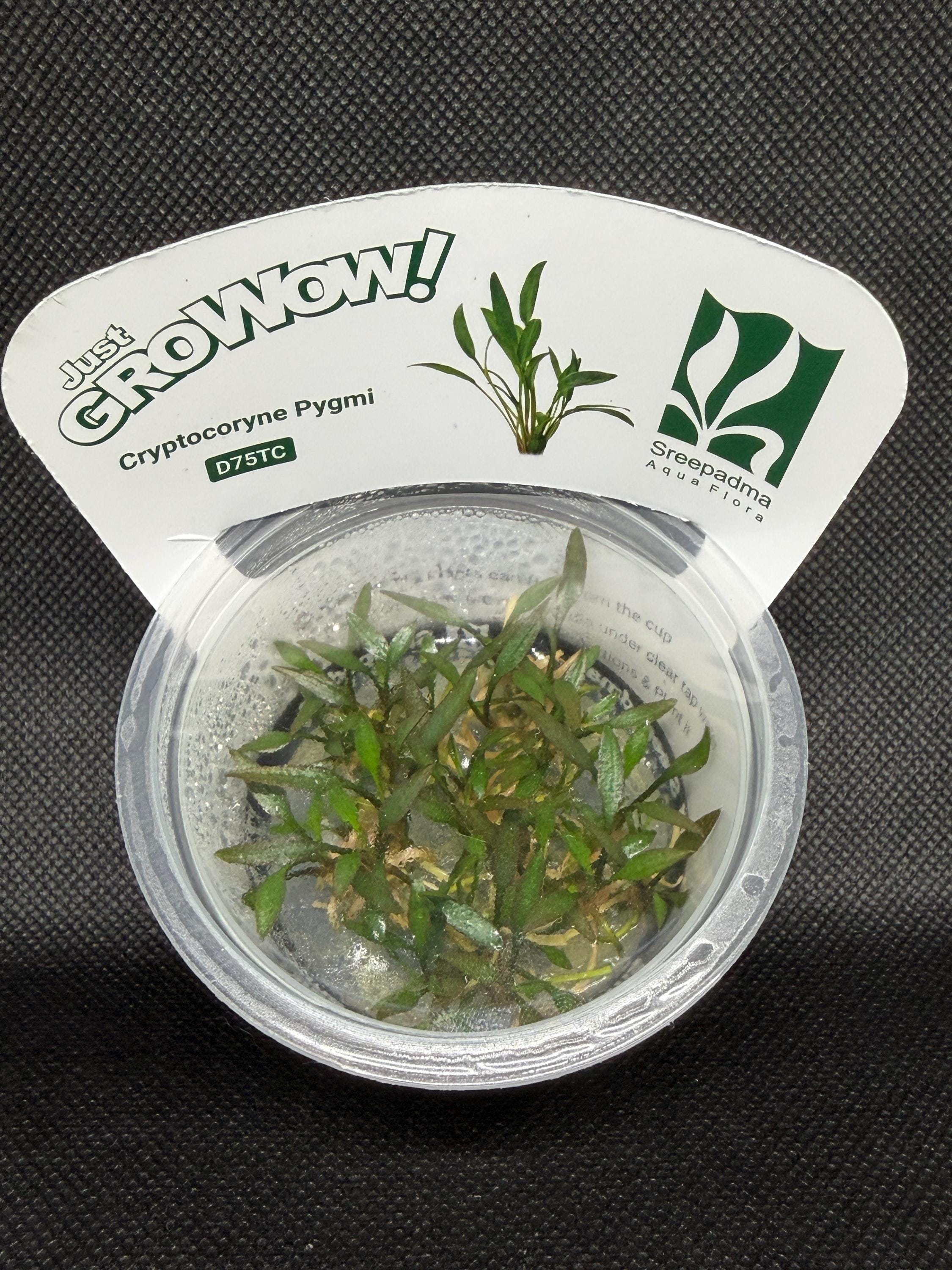 Cryptocoryne pygmi – Tissue Culture Aquarium Plant | Midground | Live Aquascape Cup | MoarPlants