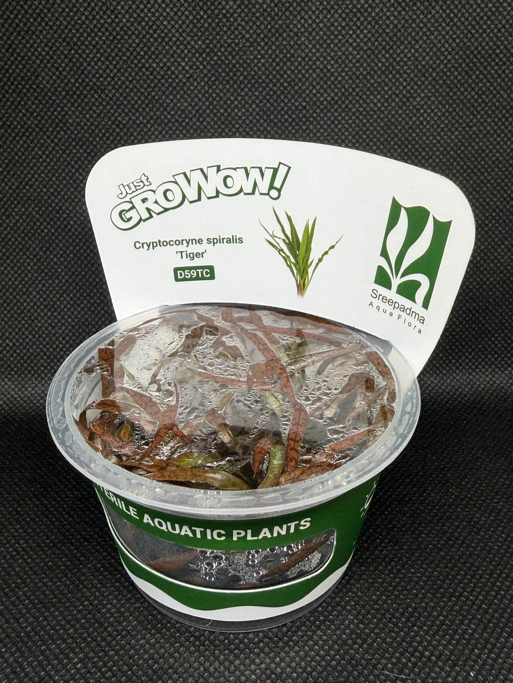 Cryptocoryne spiralis 'Tiger' – Tissue Culture Aquarium Plant | Midground | Live Aquascape Cup | MoarPlants