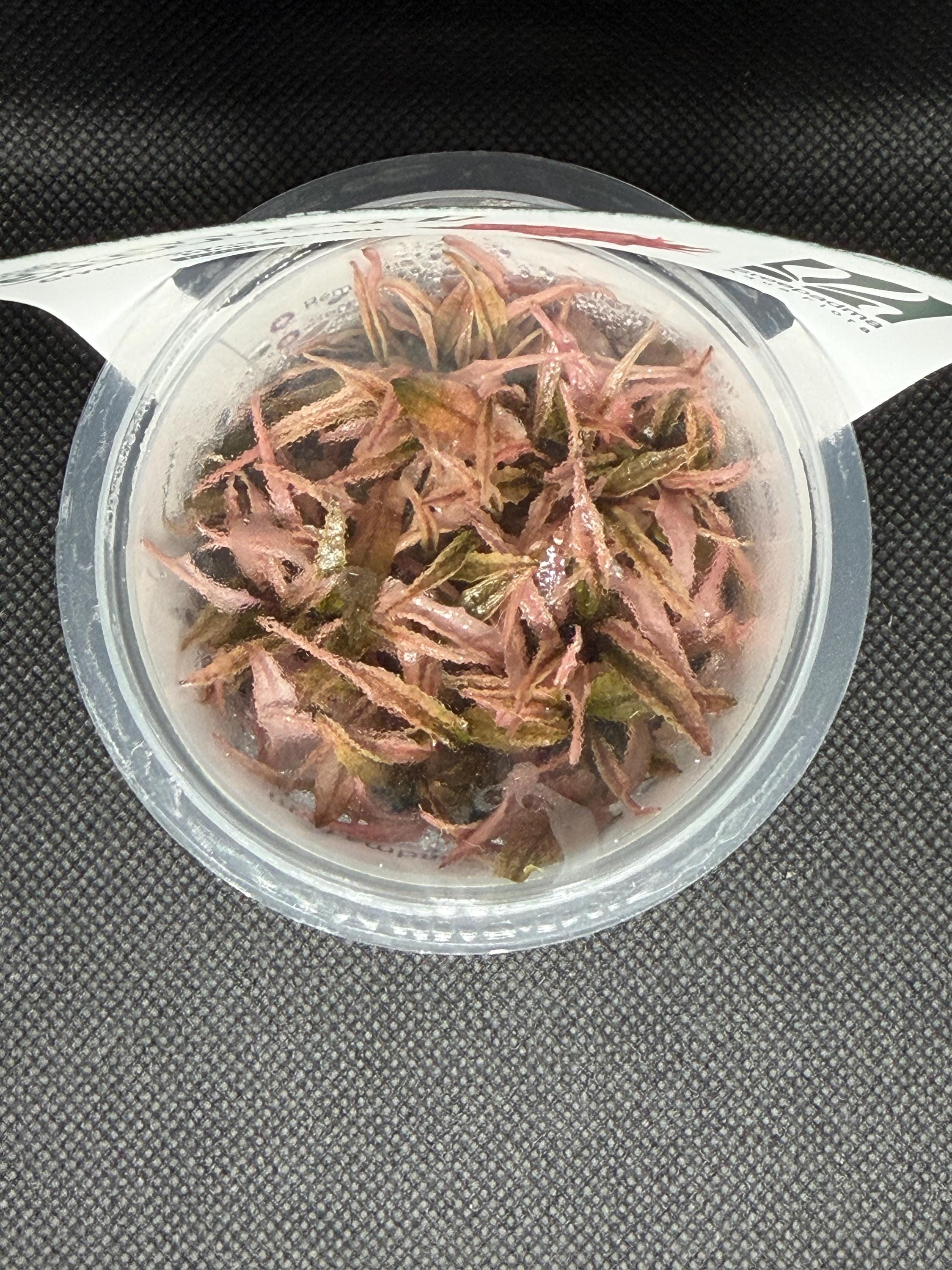 Cryptocoryne wendtii 'Pink' – Tissue Culture Aquarium Plant | Midground | Live Aquascape Cup | MoarPlants