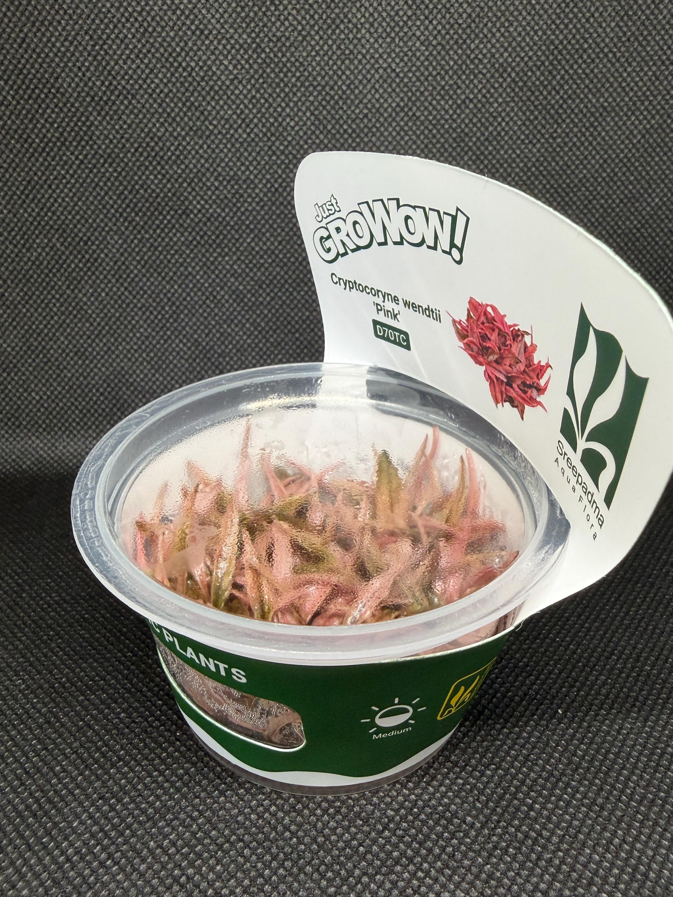 Cryptocoryne wendtii 'Pink' – Tissue Culture Aquarium Plant | Midground | Live Aquascape Cup | MoarPlants