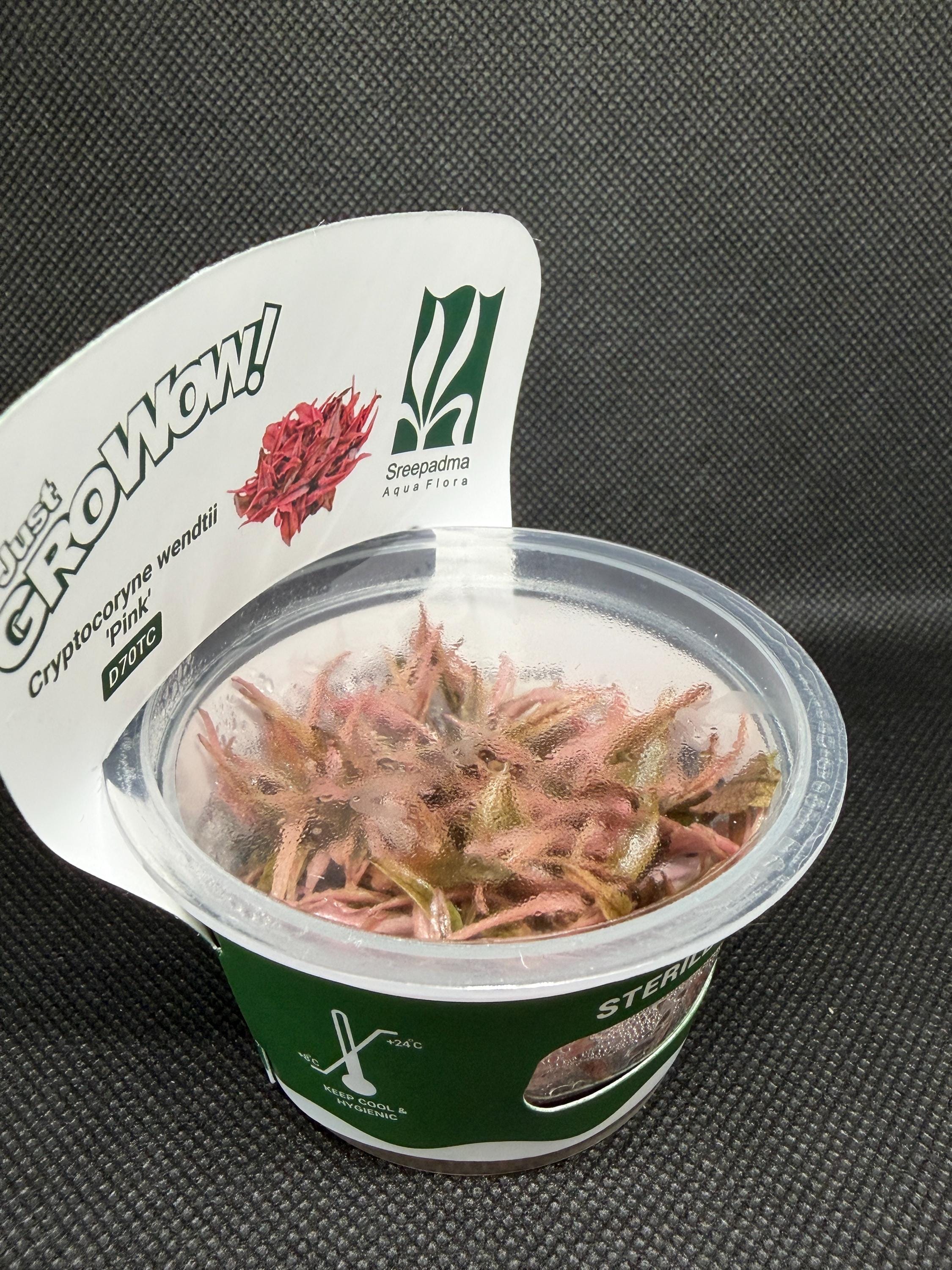 Cryptocoryne wendtii 'Pink' – Tissue Culture Aquarium Plant | Midground | Live Aquascape Cup | MoarPlants