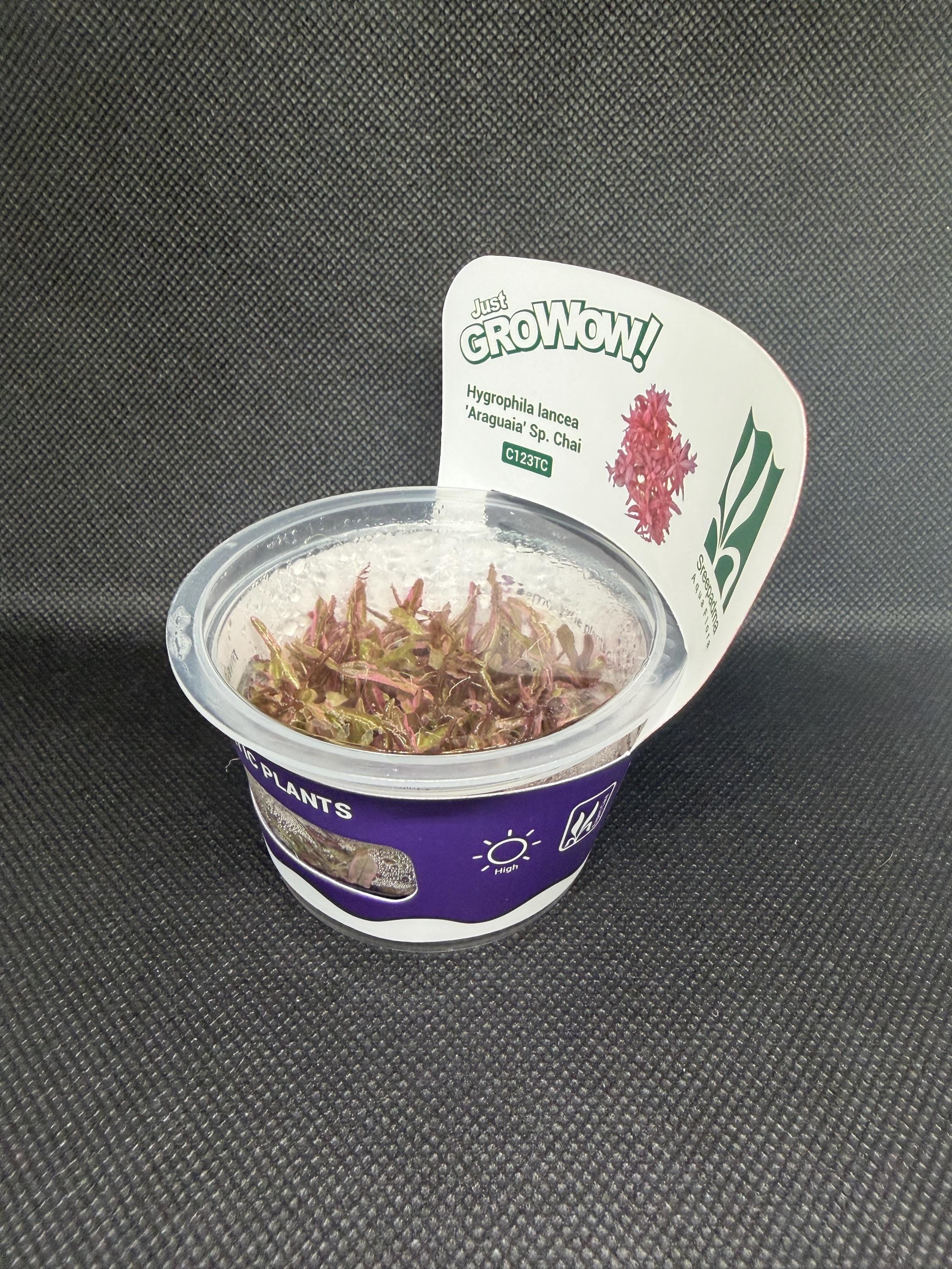 Hygrophila Chai Aquarium Plant – Midground Live Aquascape Cup