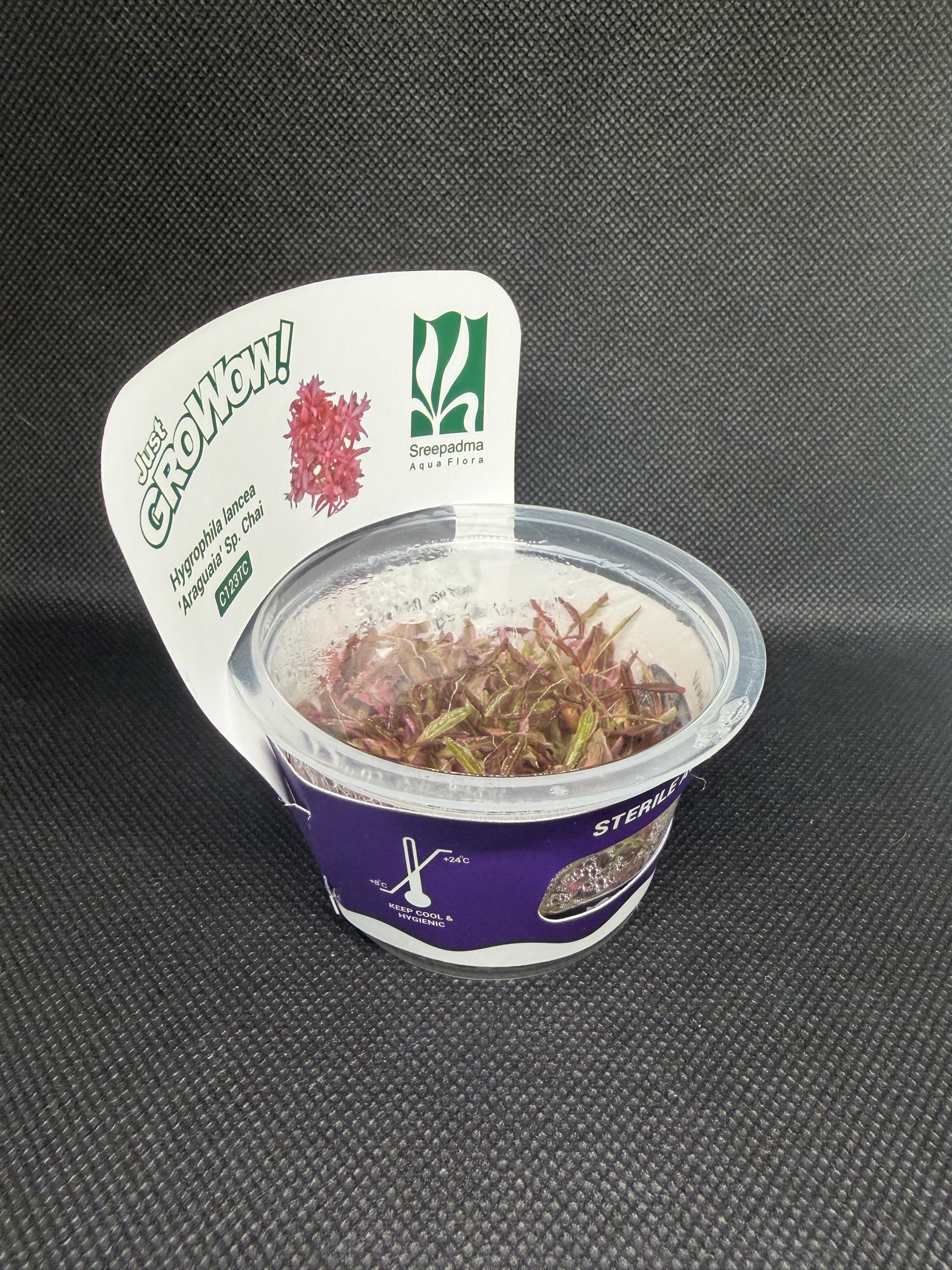 Hygrophila Chai Aquarium Plant – Midground Live Aquascape Cup