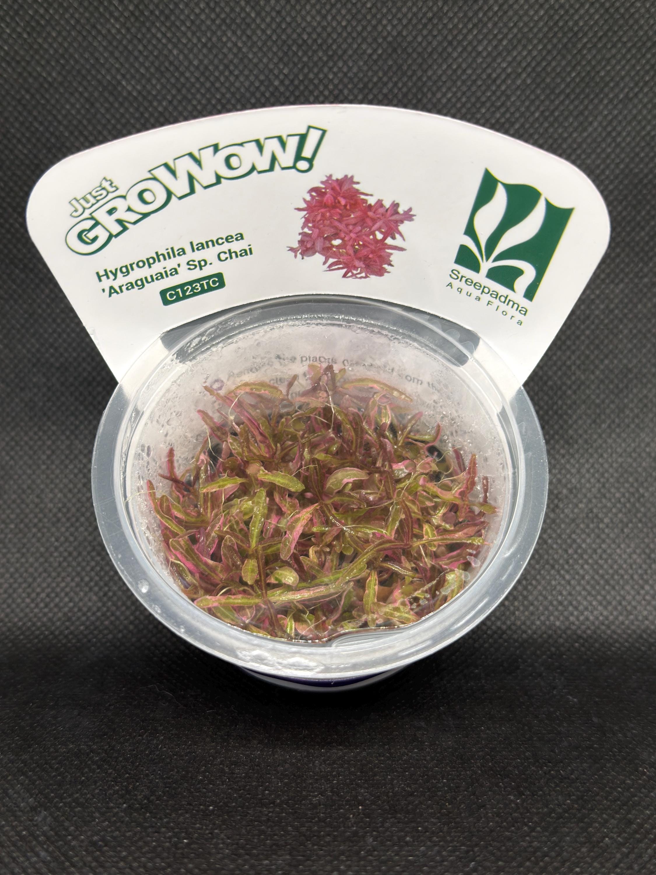 Hygrophila Chai Aquarium Plant – Midground Live Aquascape Cup