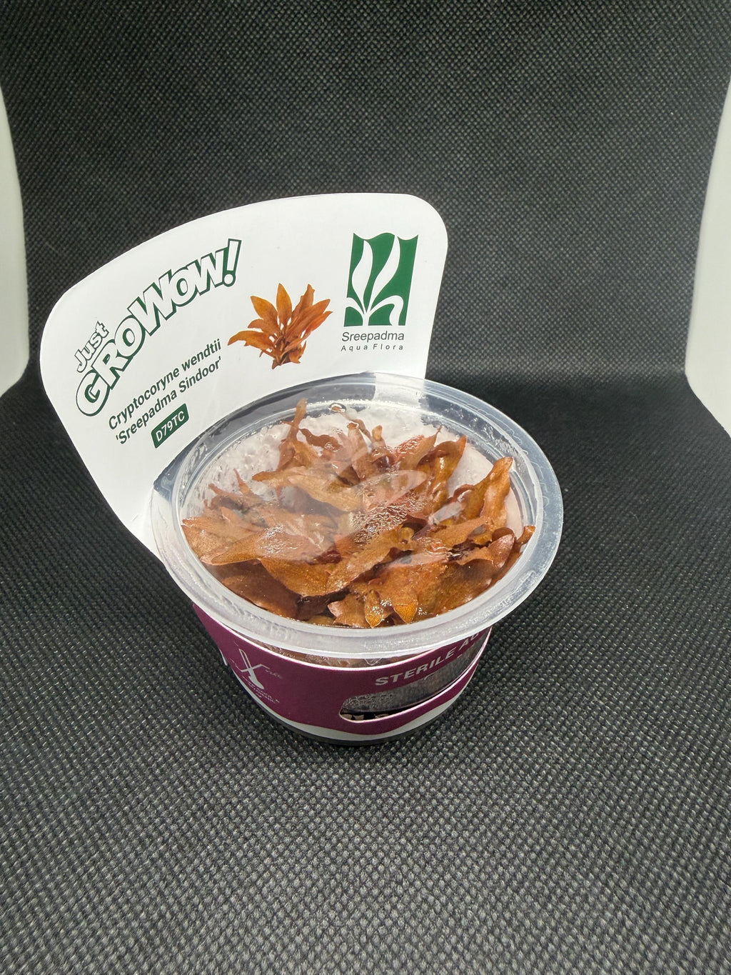 Cryptocoryne wendtii 'Sreepadma sindoor' – Tissue Culture Aquarium Plant | Midground| Rare | Live Aquascape Cup | MoarPlants