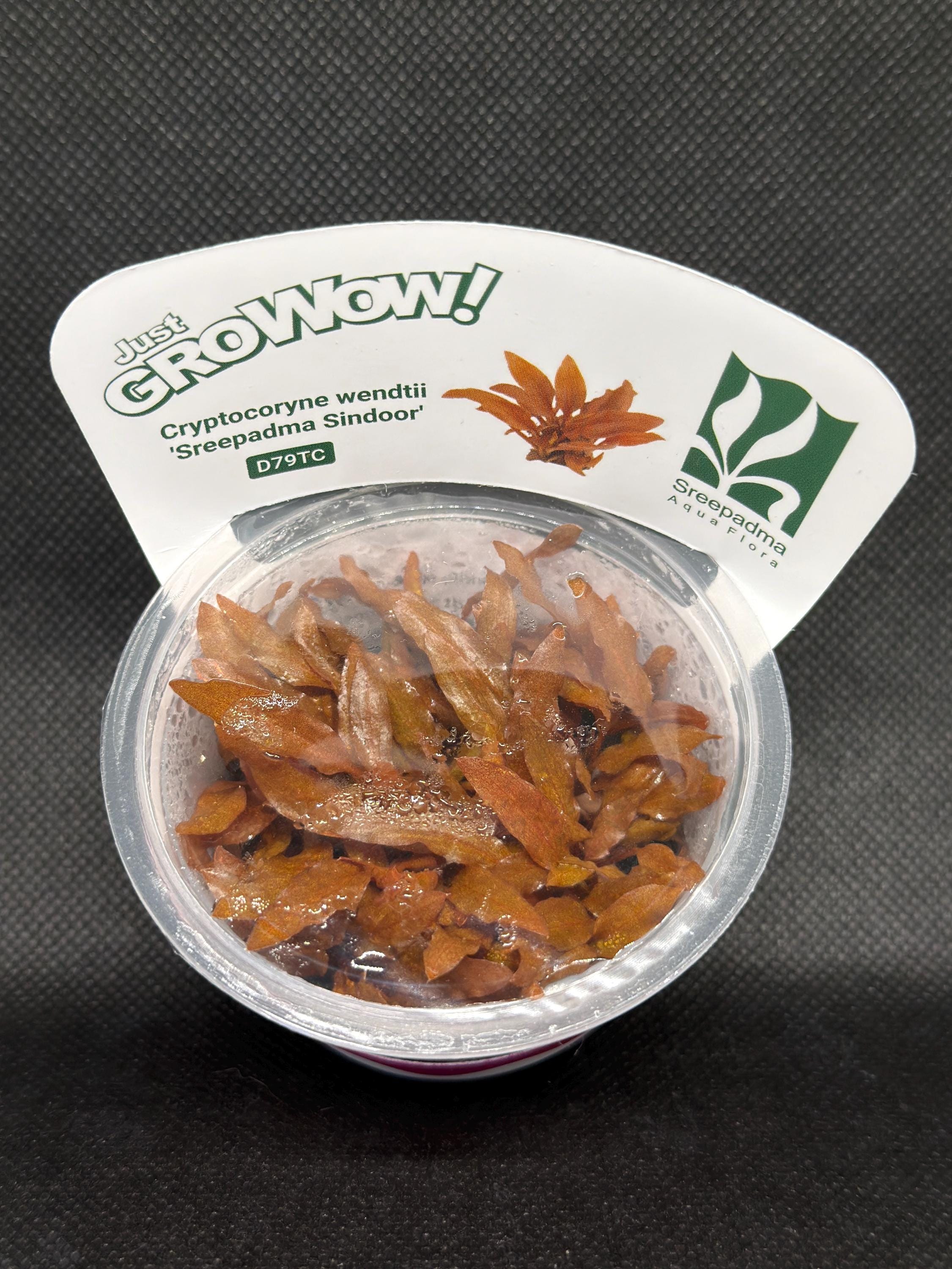 Cryptocoryne wendtii 'Sreepadma sindoor' – Tissue Culture Aquarium Plant | Midground| Rare | Live Aquascape Cup | MoarPlants