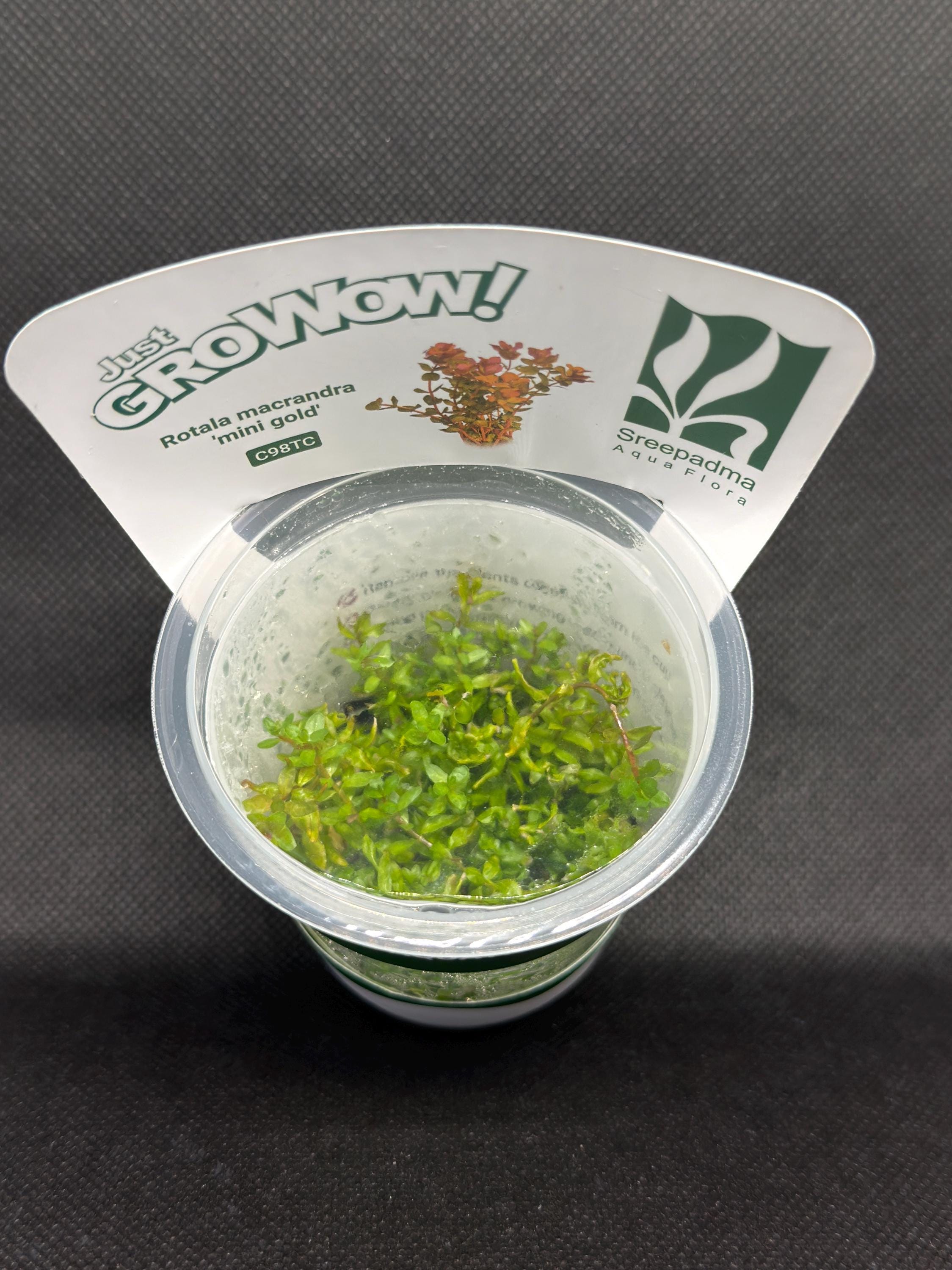 Rotala macrandra 'Mini gold' – Tissue Culture Aquarium Plant | Background (stem) | Live Aquascape Cup | MoarPlants