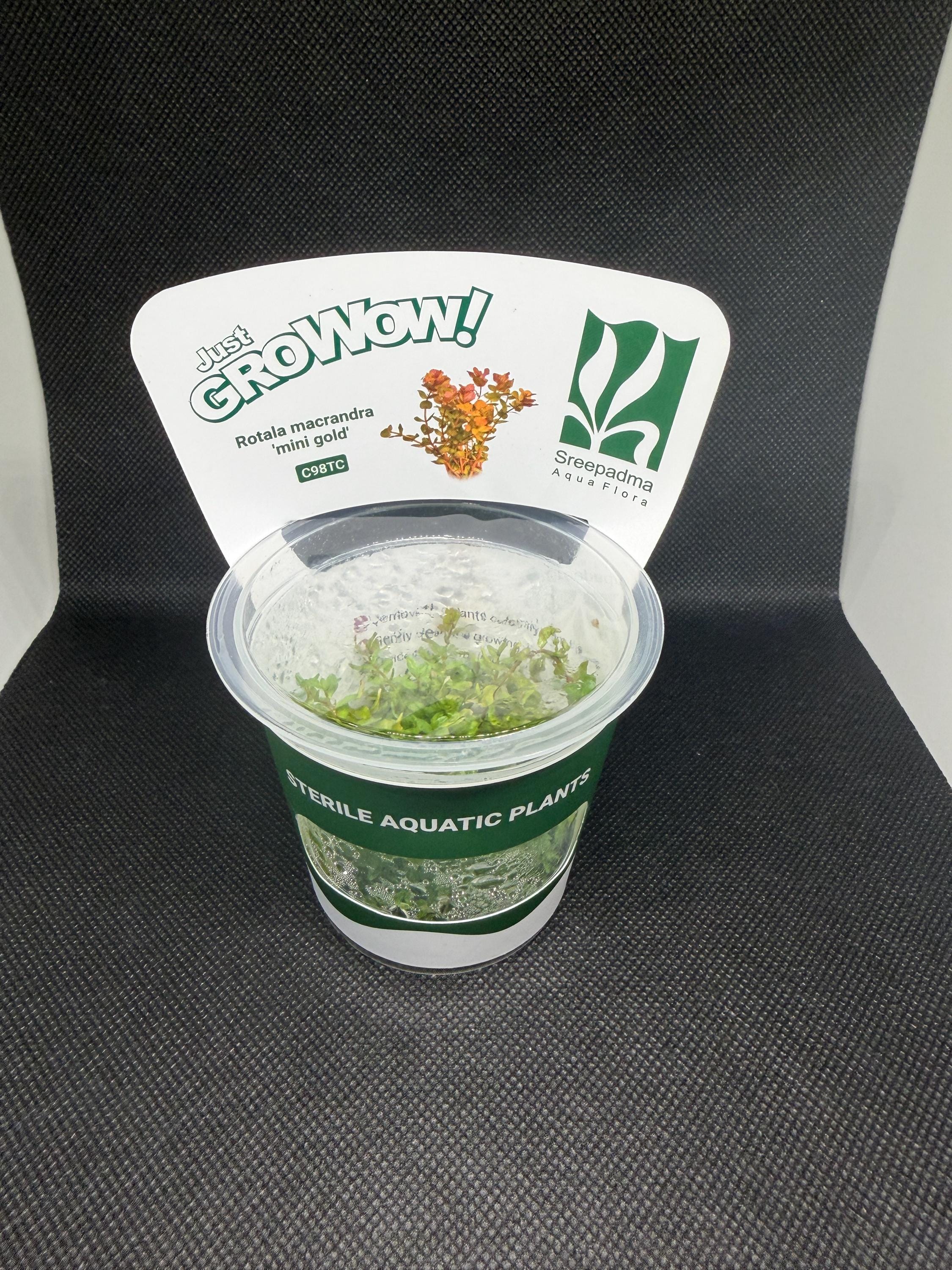 Rotala macrandra 'Mini gold' – Tissue Culture Aquarium Plant | Background (stem) | Live Aquascape Cup | MoarPlants