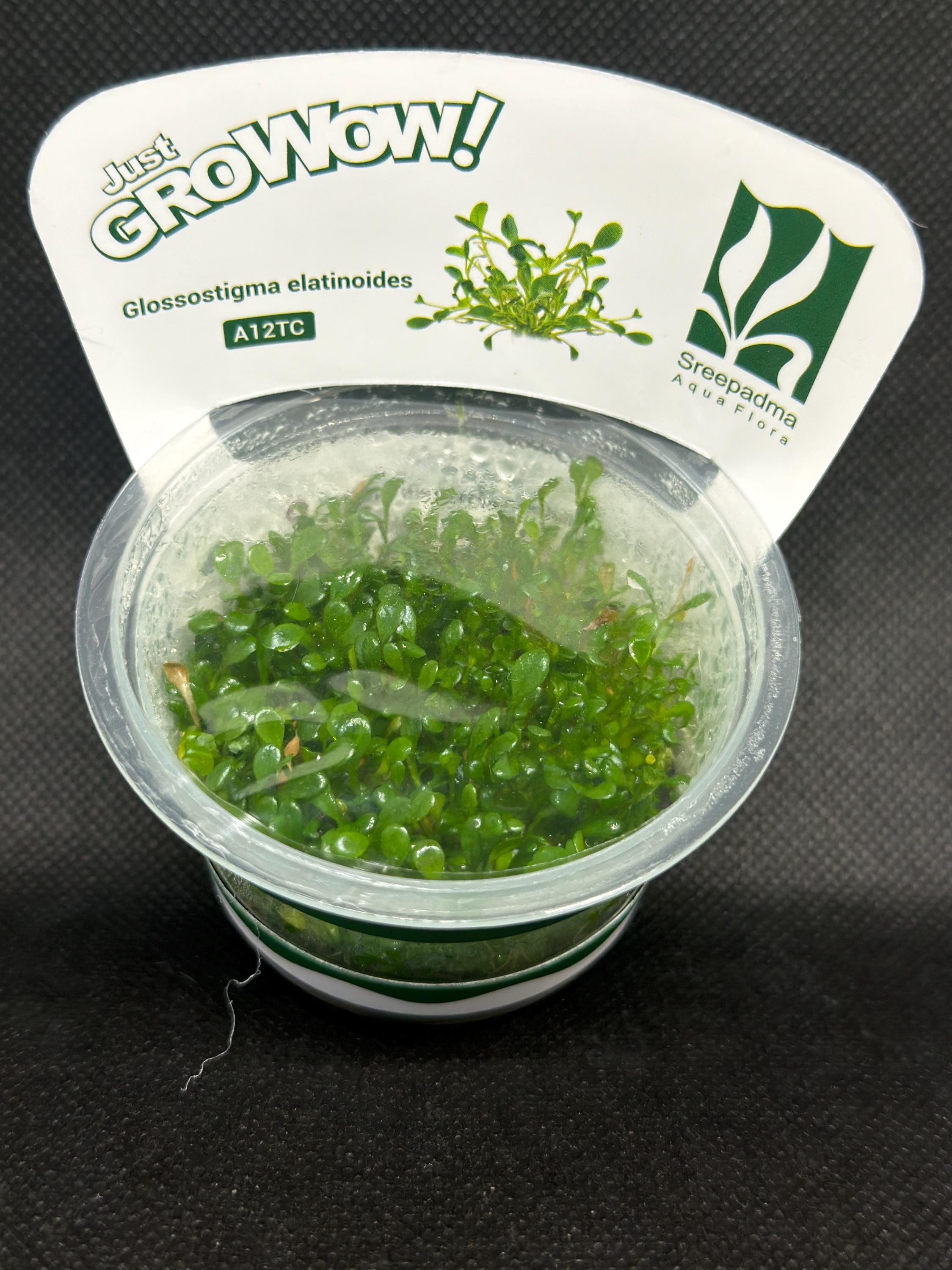 Glossostigma elatinoides – Tissue Culture Aquarium Plant | Foreground | Live Aquascape Cup | MoarPlants