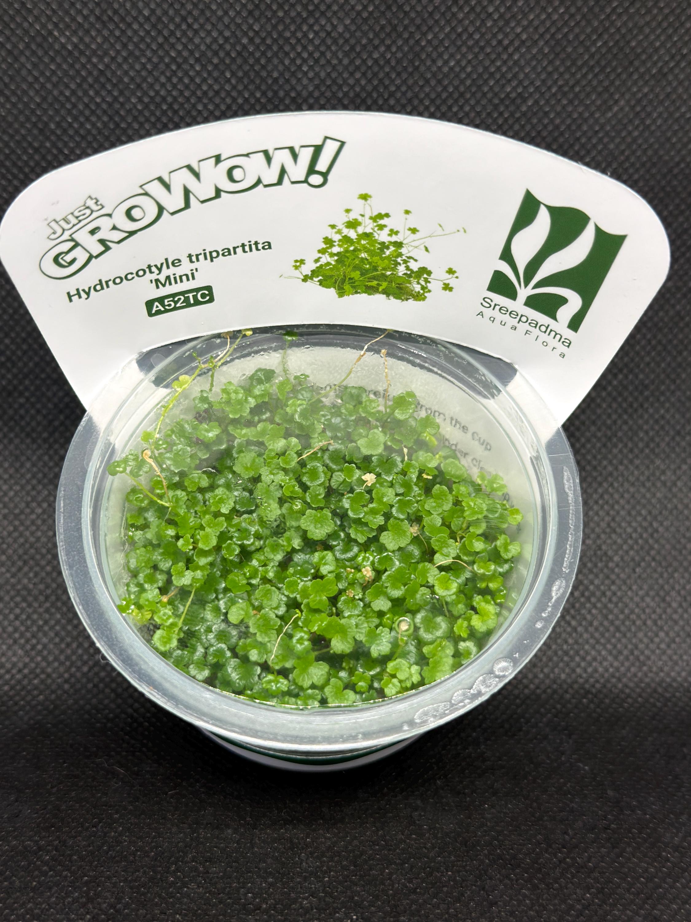 Hydrocotyle tripartita 'Mini' – Tissue Culture Aquarium Plant | Midground | Live Aquascape Cup | MoarPlants