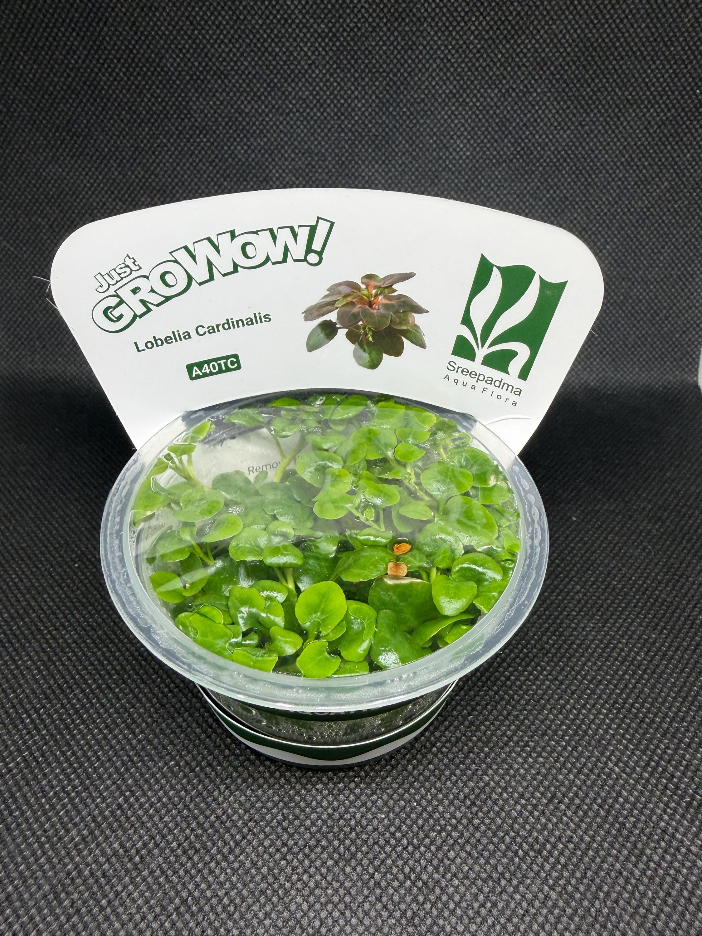 Lobelia cardinalis – Tissue Culture Aquarium Plant | Midground | Live Aquascape Cup | MoarPlants