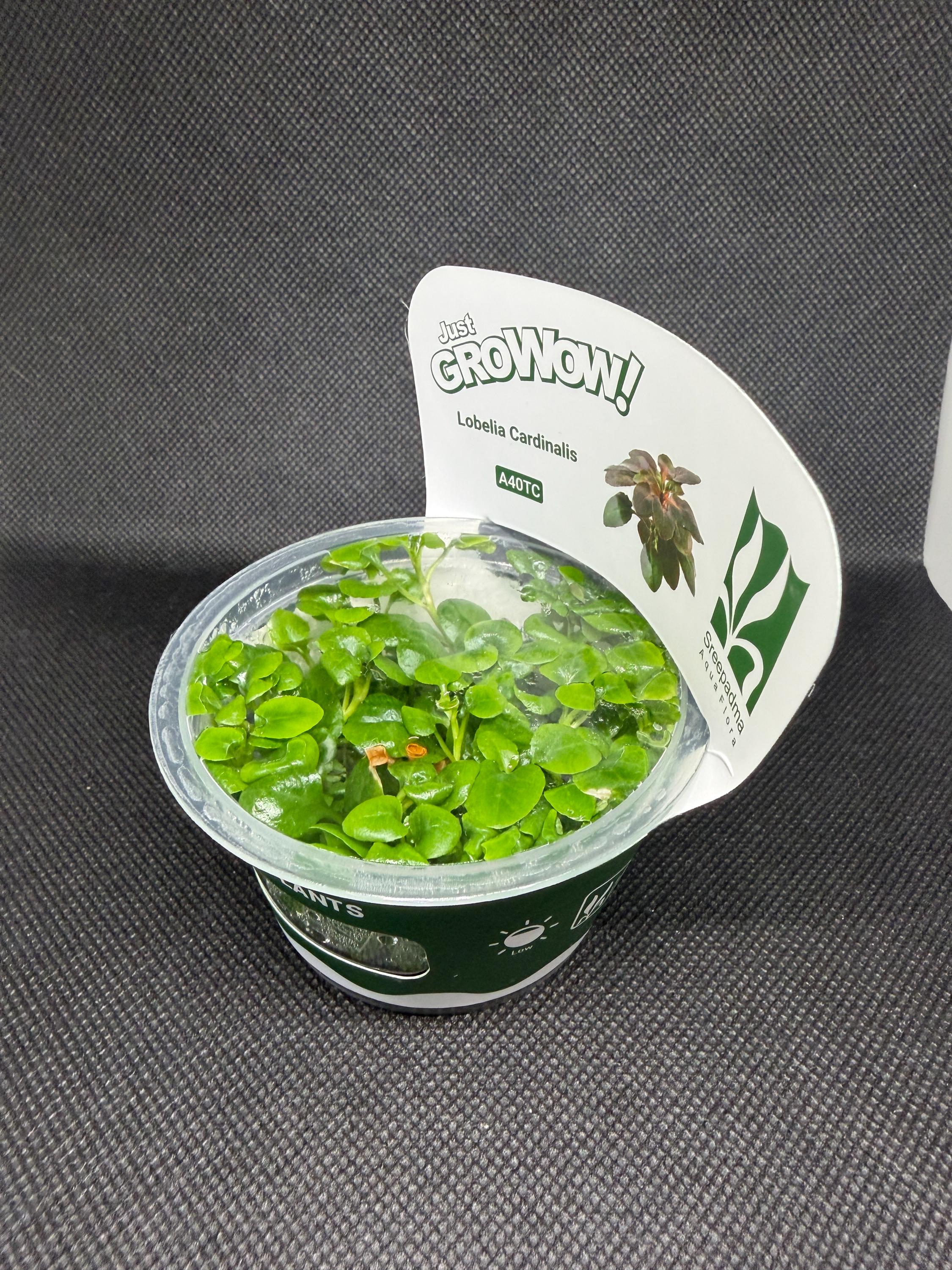 Lobelia cardinalis – Tissue Culture Aquarium Plant | Midground | Live Aquascape Cup | MoarPlants